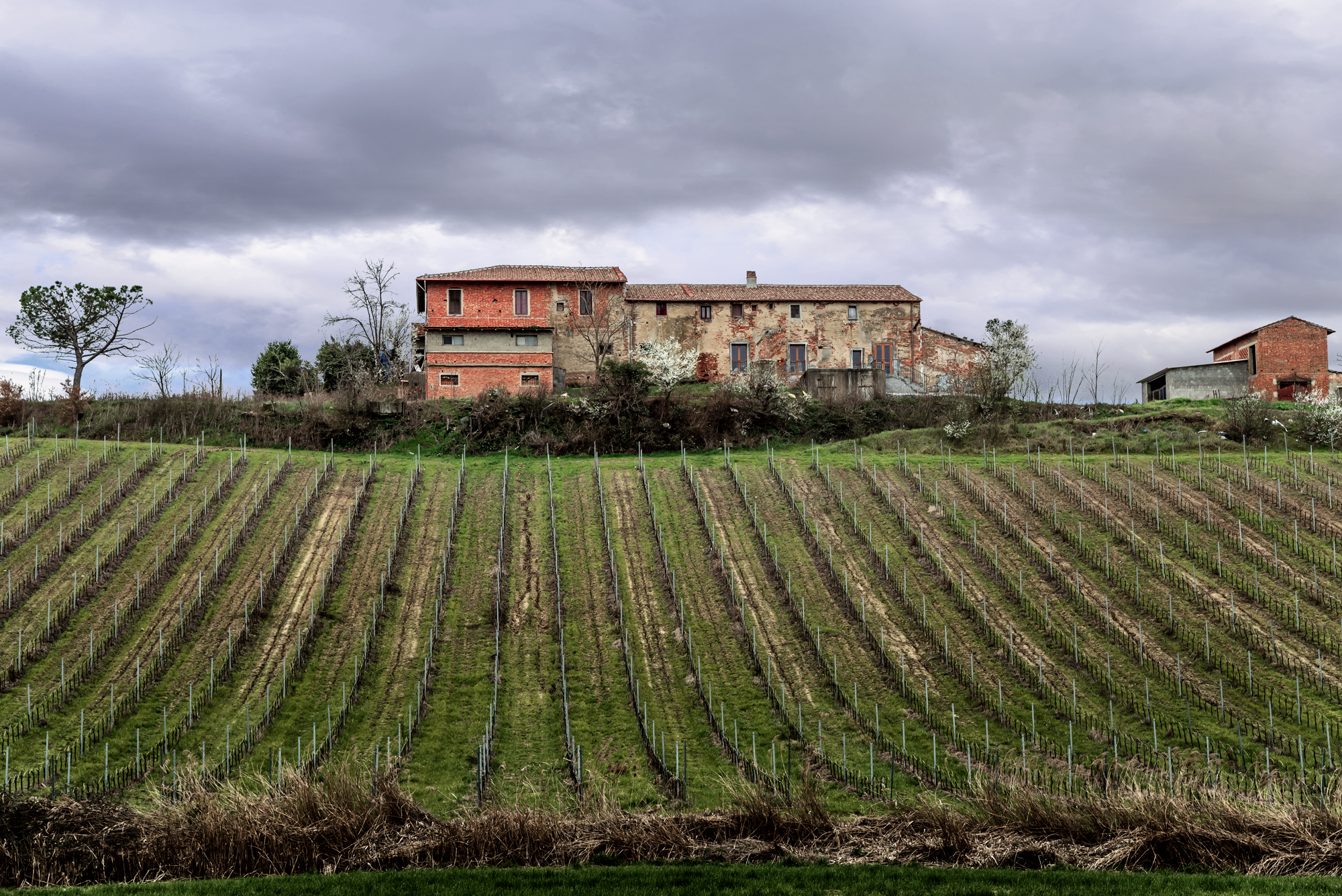 Tra i vigneti di Cerreto Guidi...
