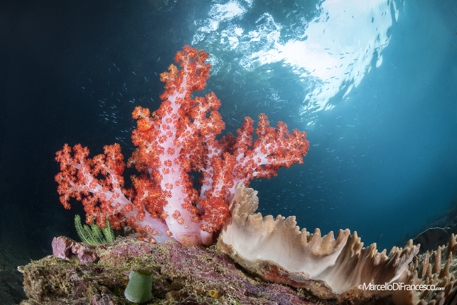 Soft Coral in Triton Bay