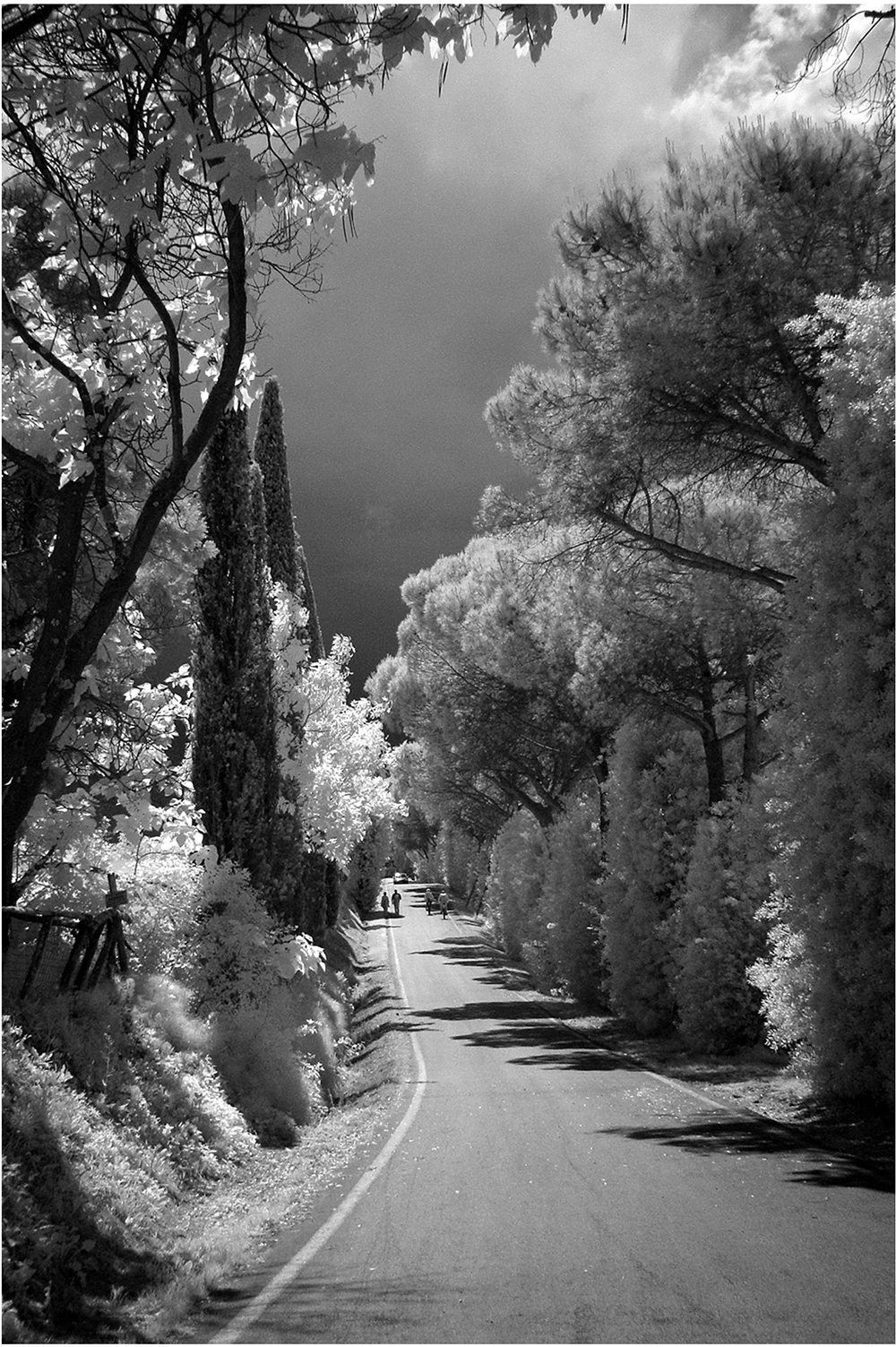 Infrarosso in padule.