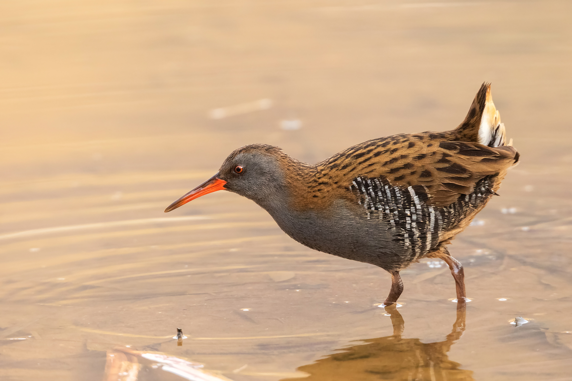 Water Rail
