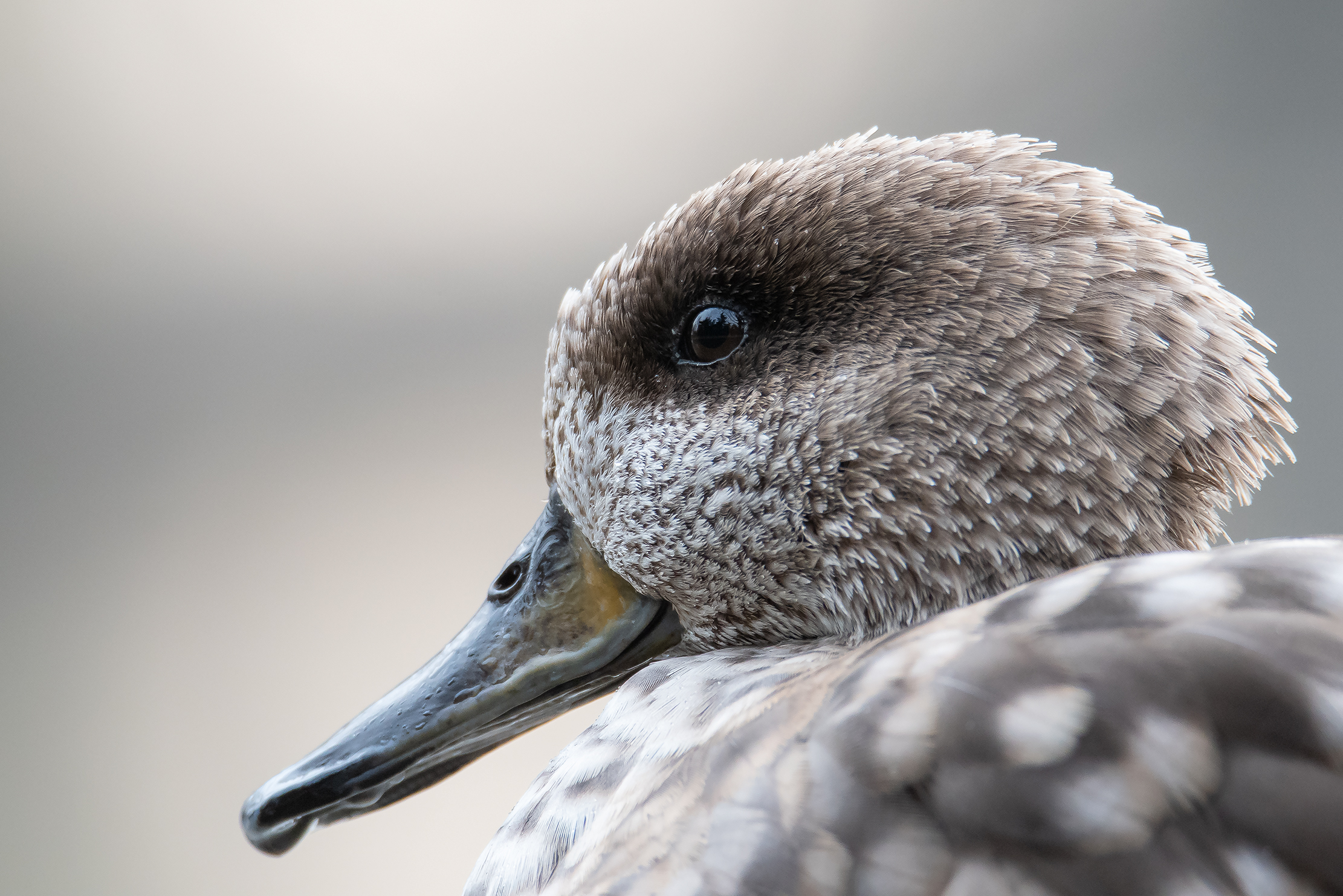 Portrait of Marbled Duck