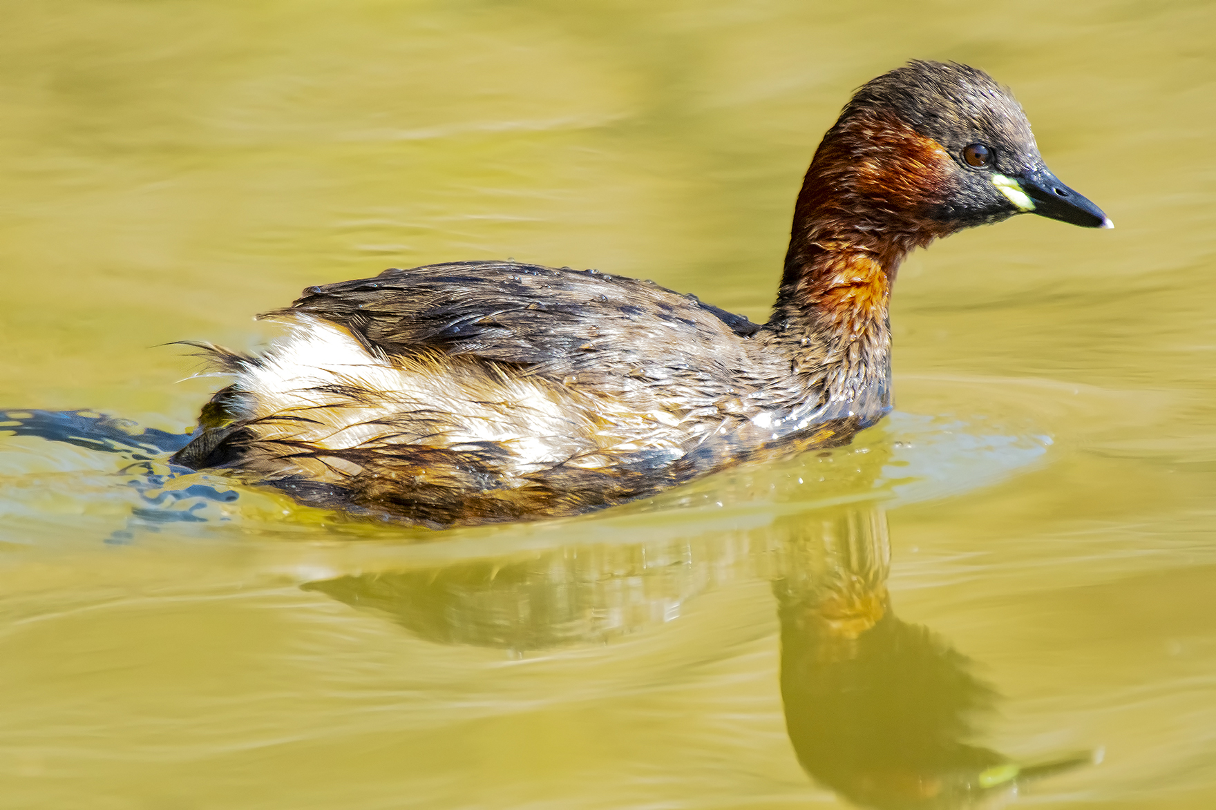 Little Grebe
