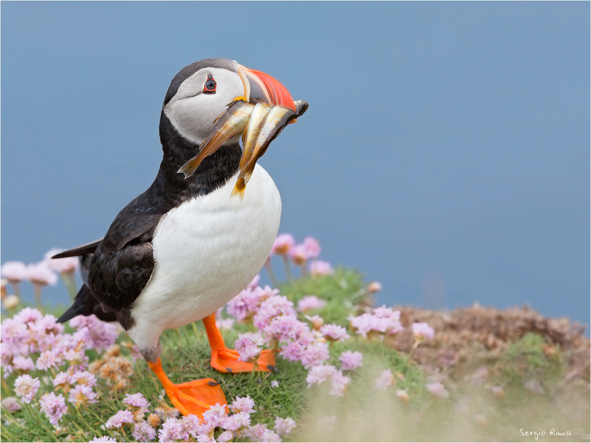 Puffin/5