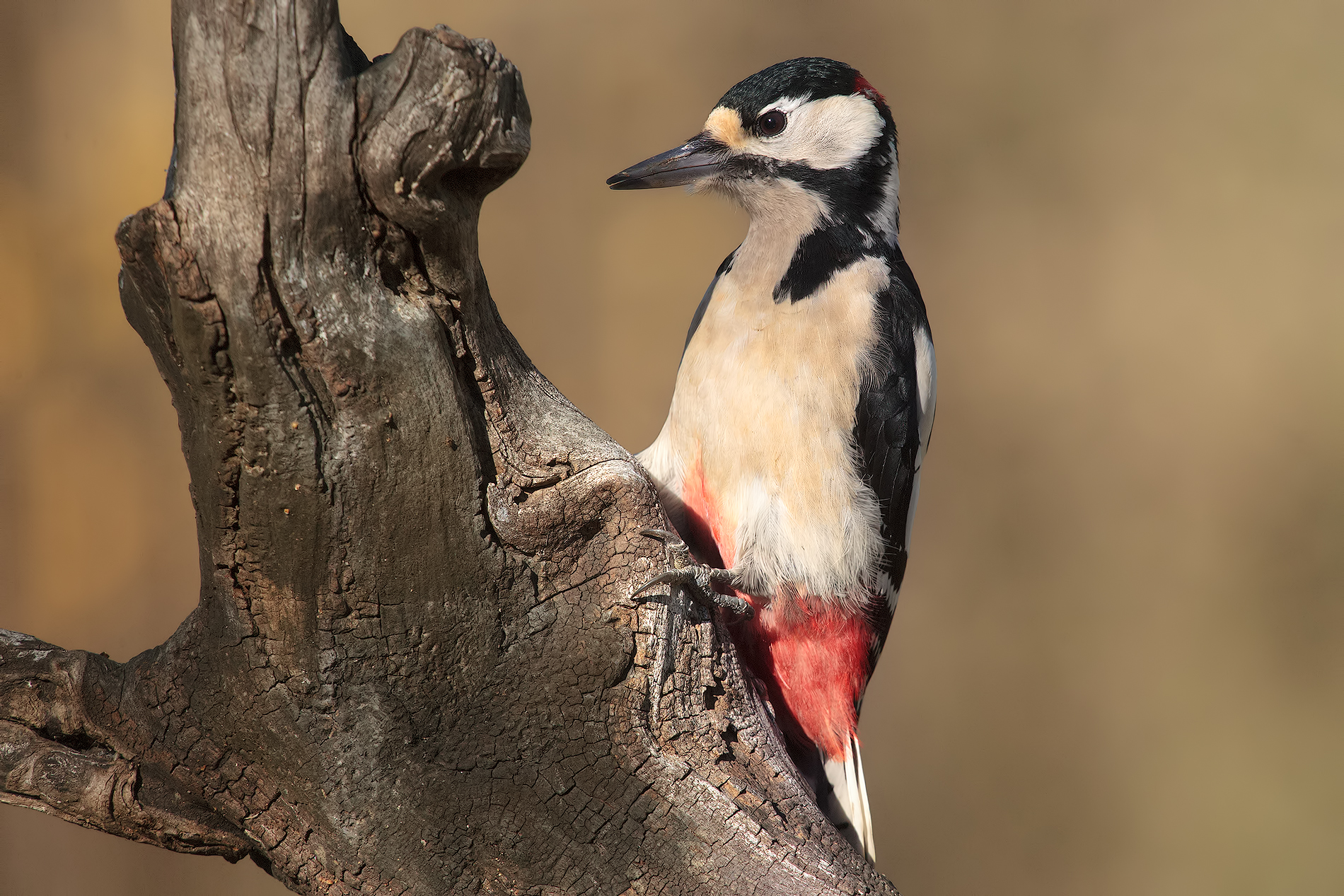 woodpecker maggiore2