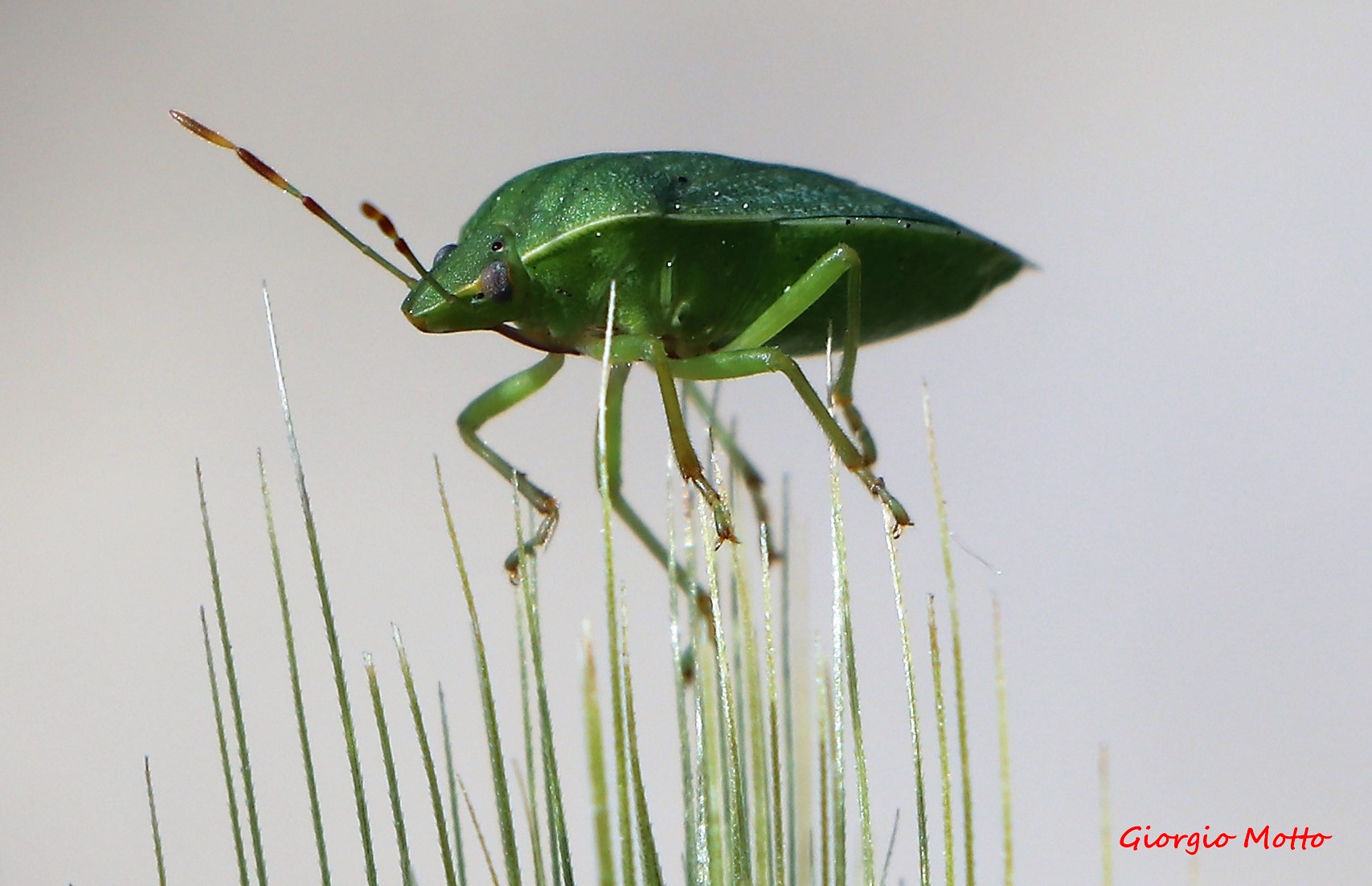 atterraggio delicato