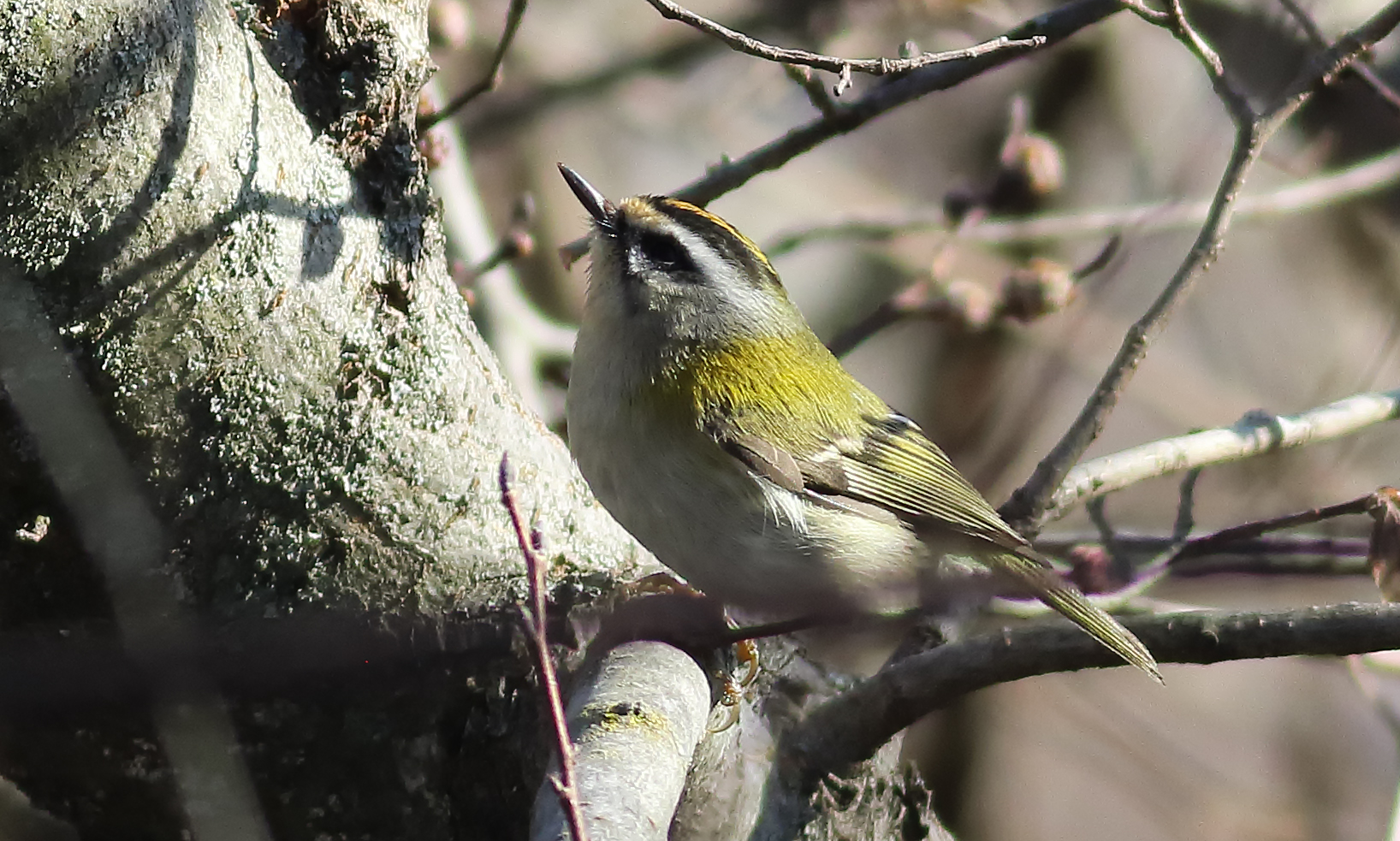 Fiorrancino (Regulus ignicapilla)