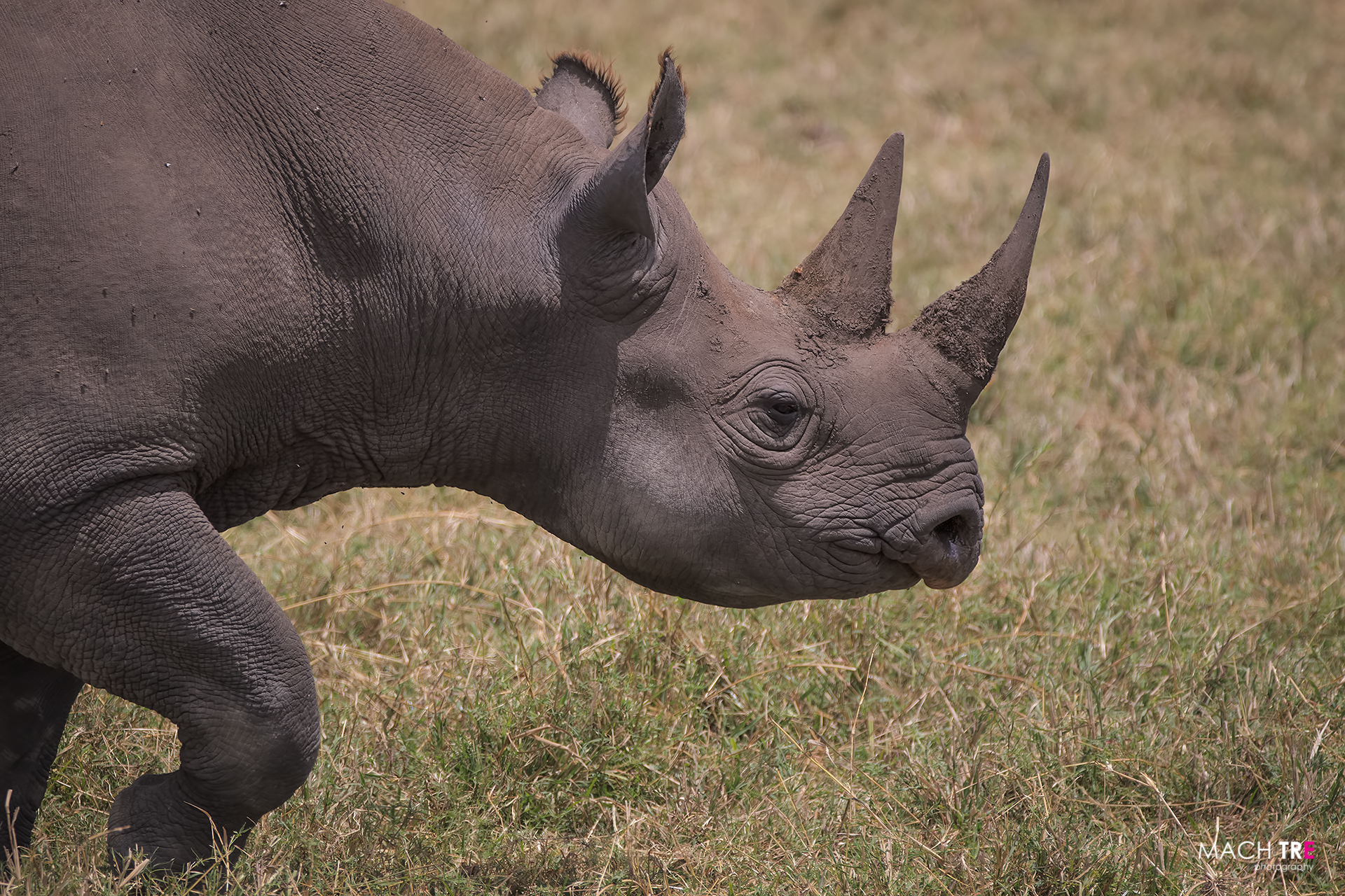 Black Rhinoceros-Ngorongoro