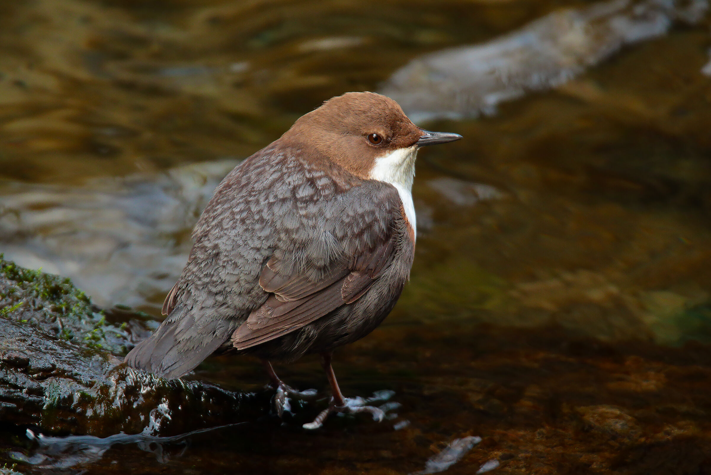 The Dipper