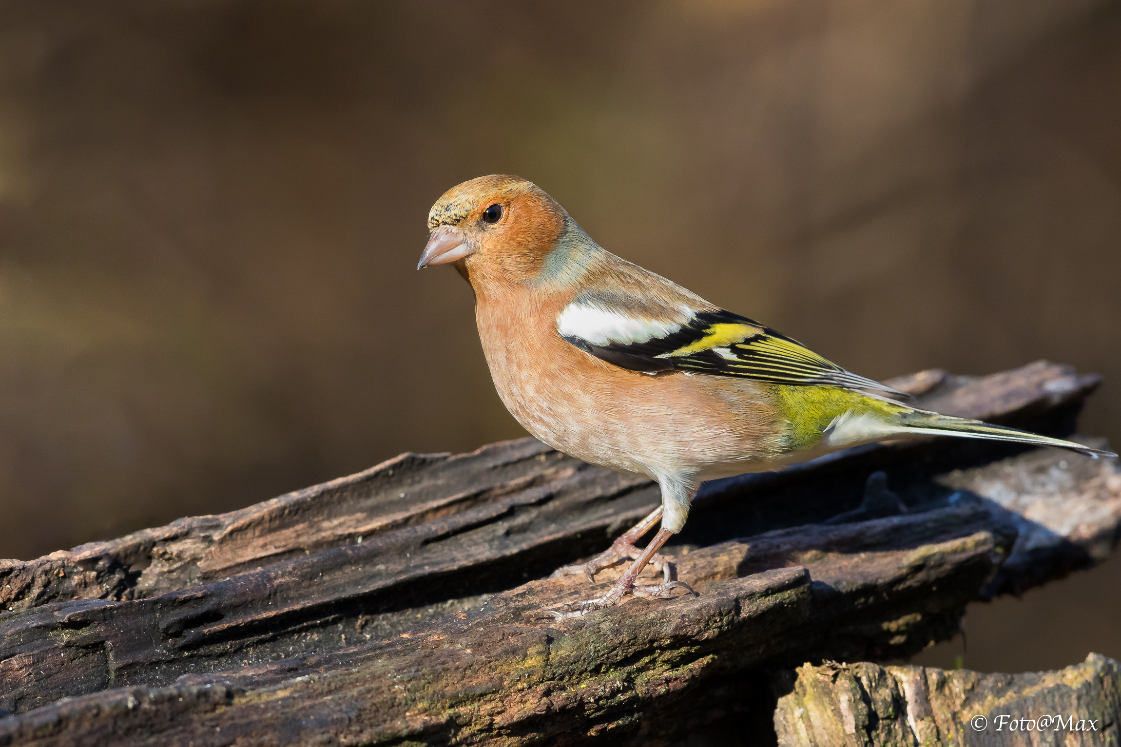 Chaffinch