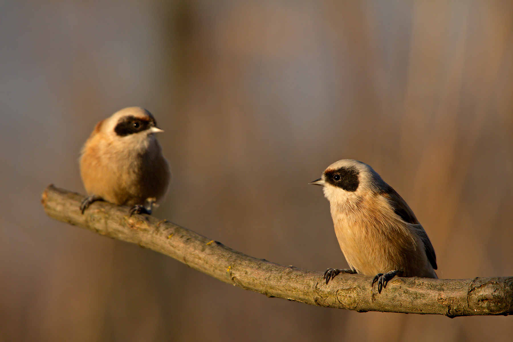 European Pendolino (Remiz pendulinus)