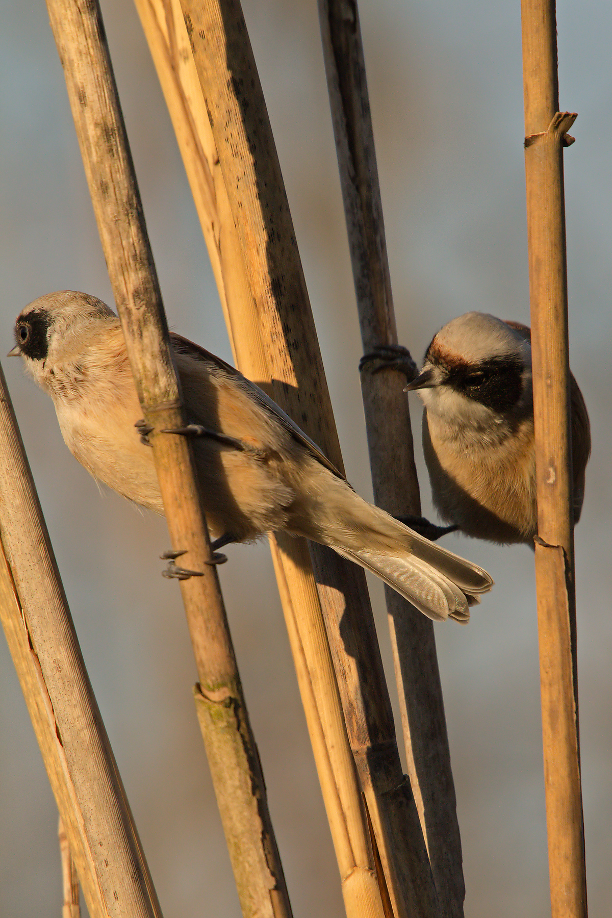 European Pendolino (Remiz pendulinus)