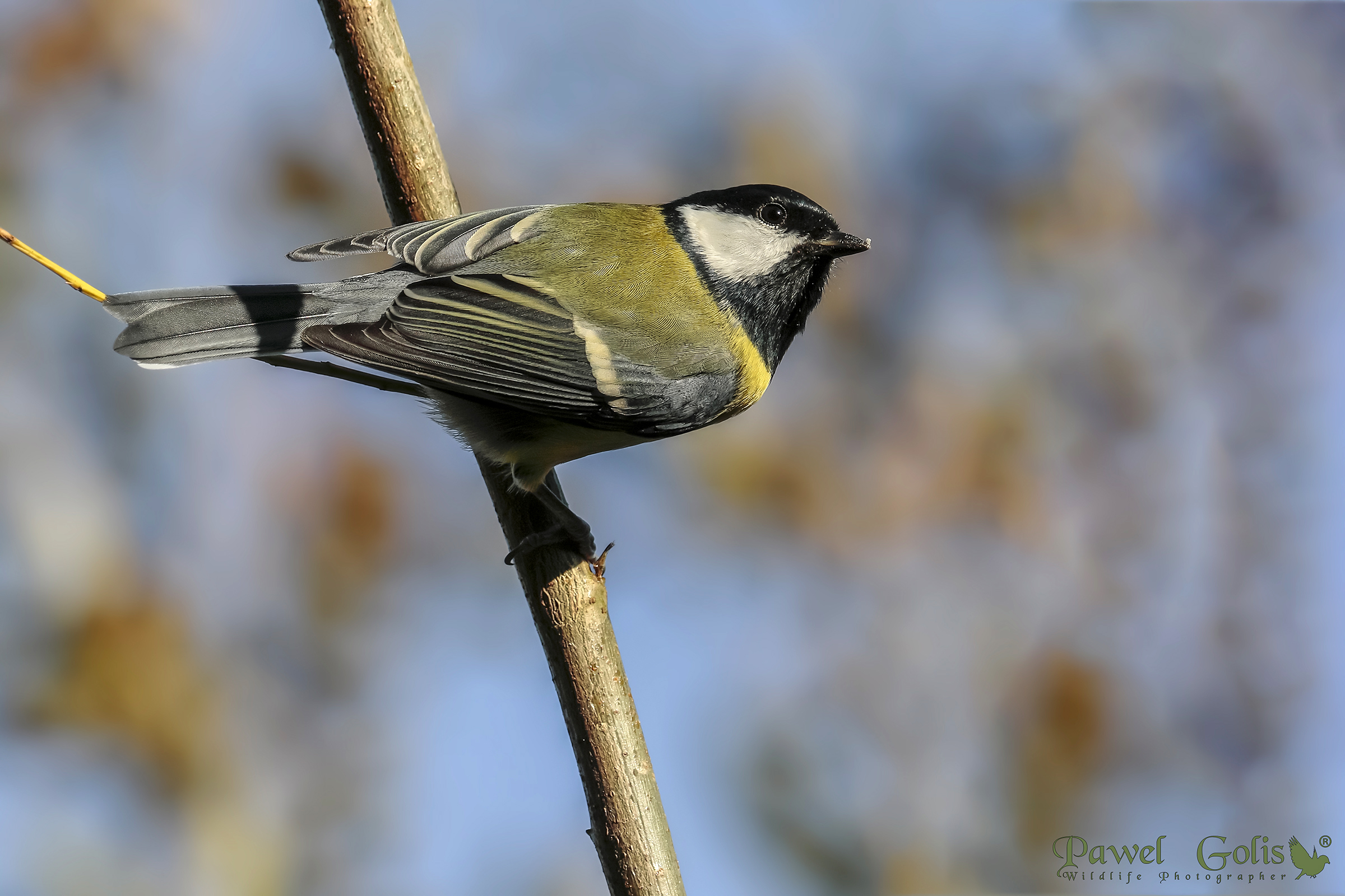 The great tit (Parus major)