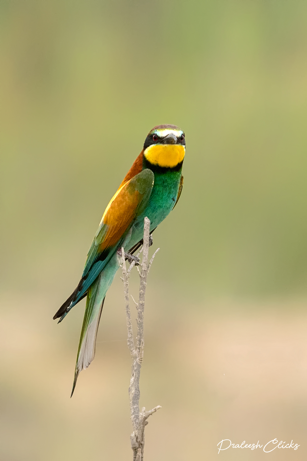 Mangiatore di API europeo