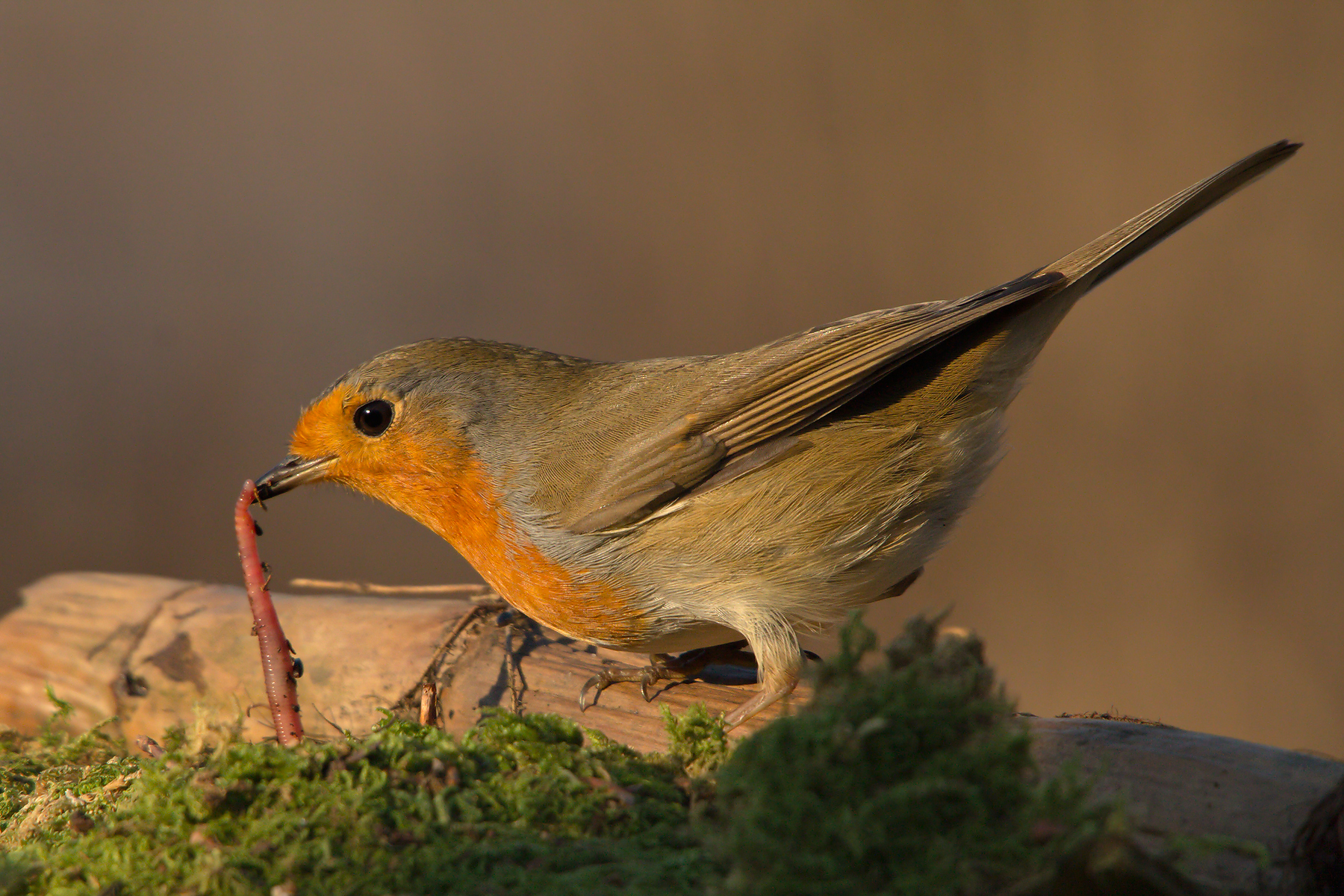 Pettirosso (Erithacus rubecula)