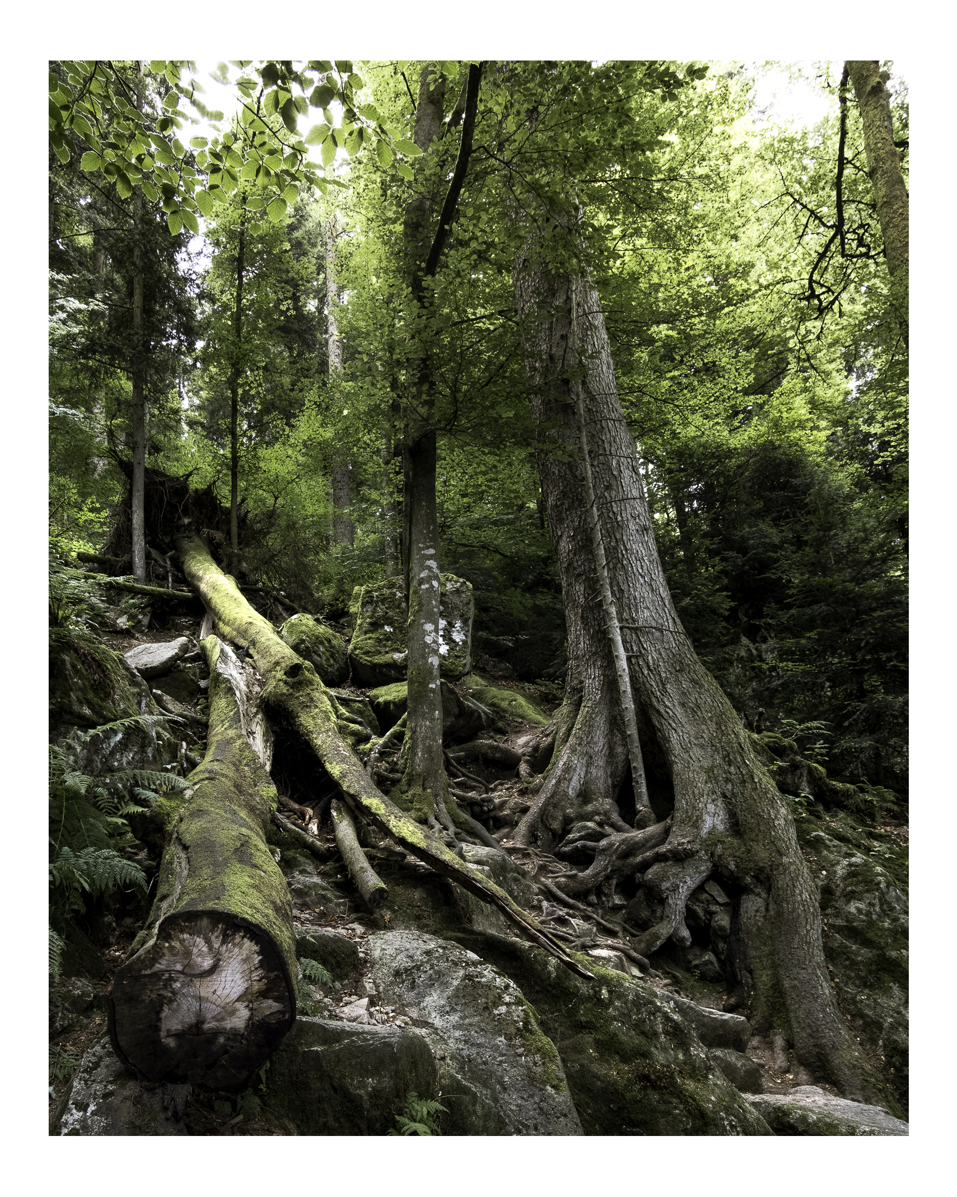 Foresta Nera - Baden Württemberg. Germania.