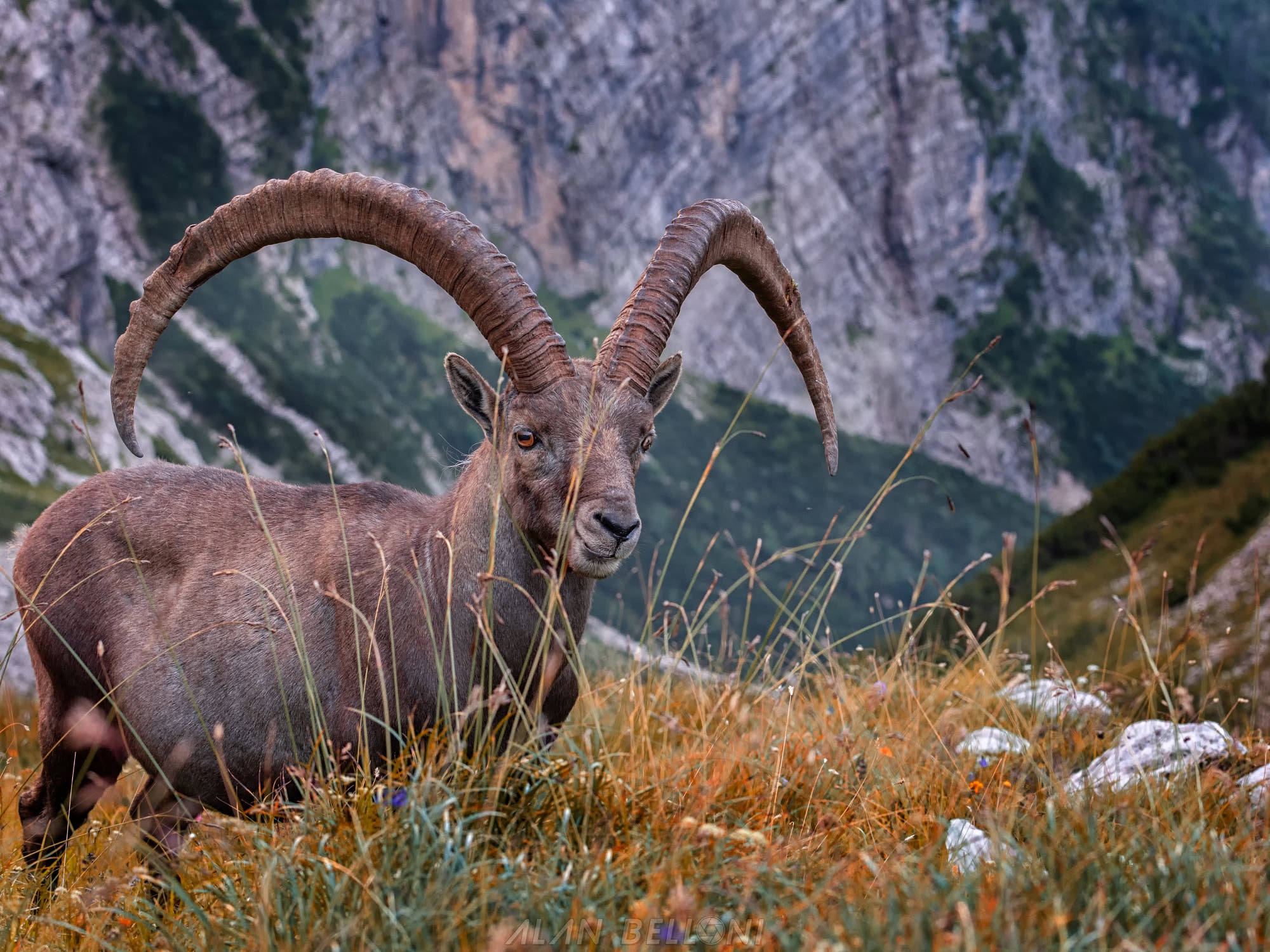 Ibex