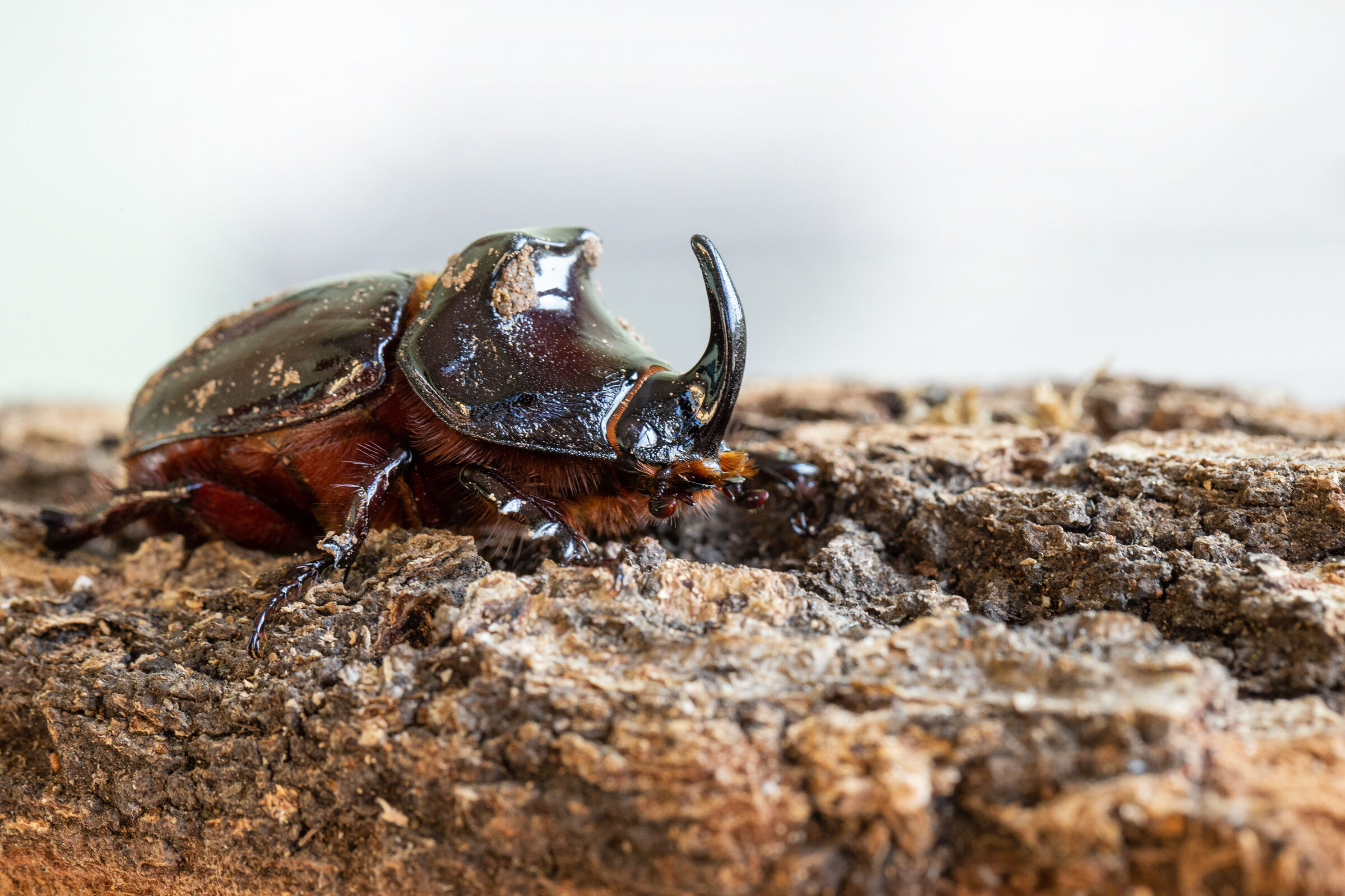 scarabeo rinoceronte