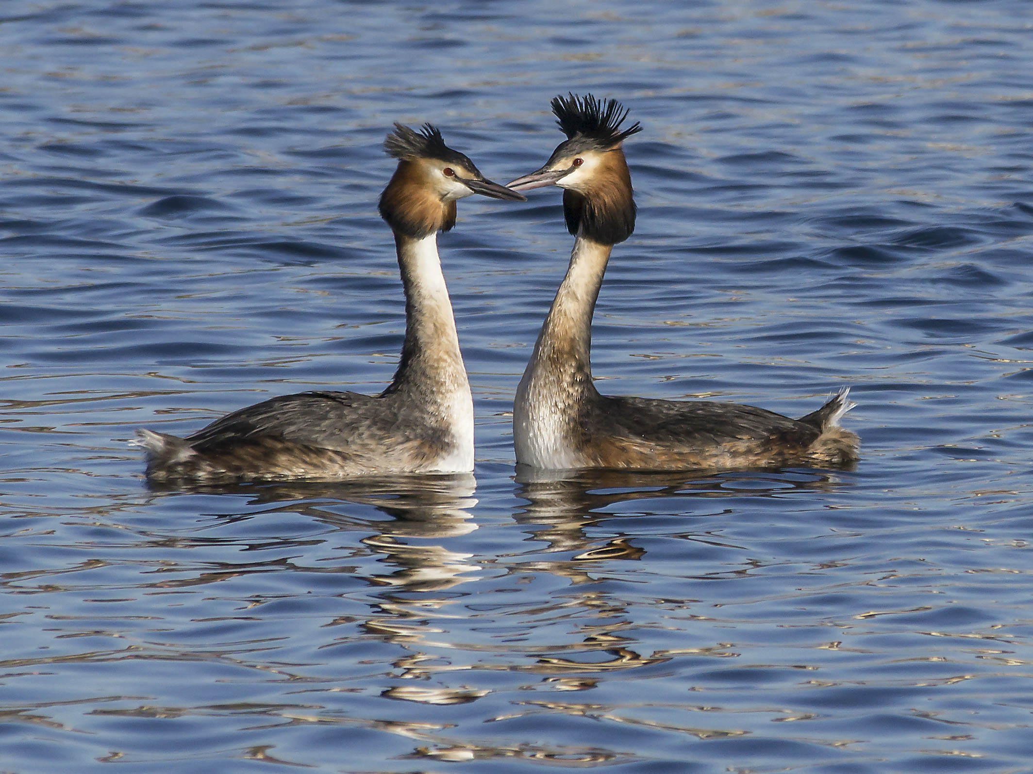 Svassi - Rituale di corteggiamento - 2