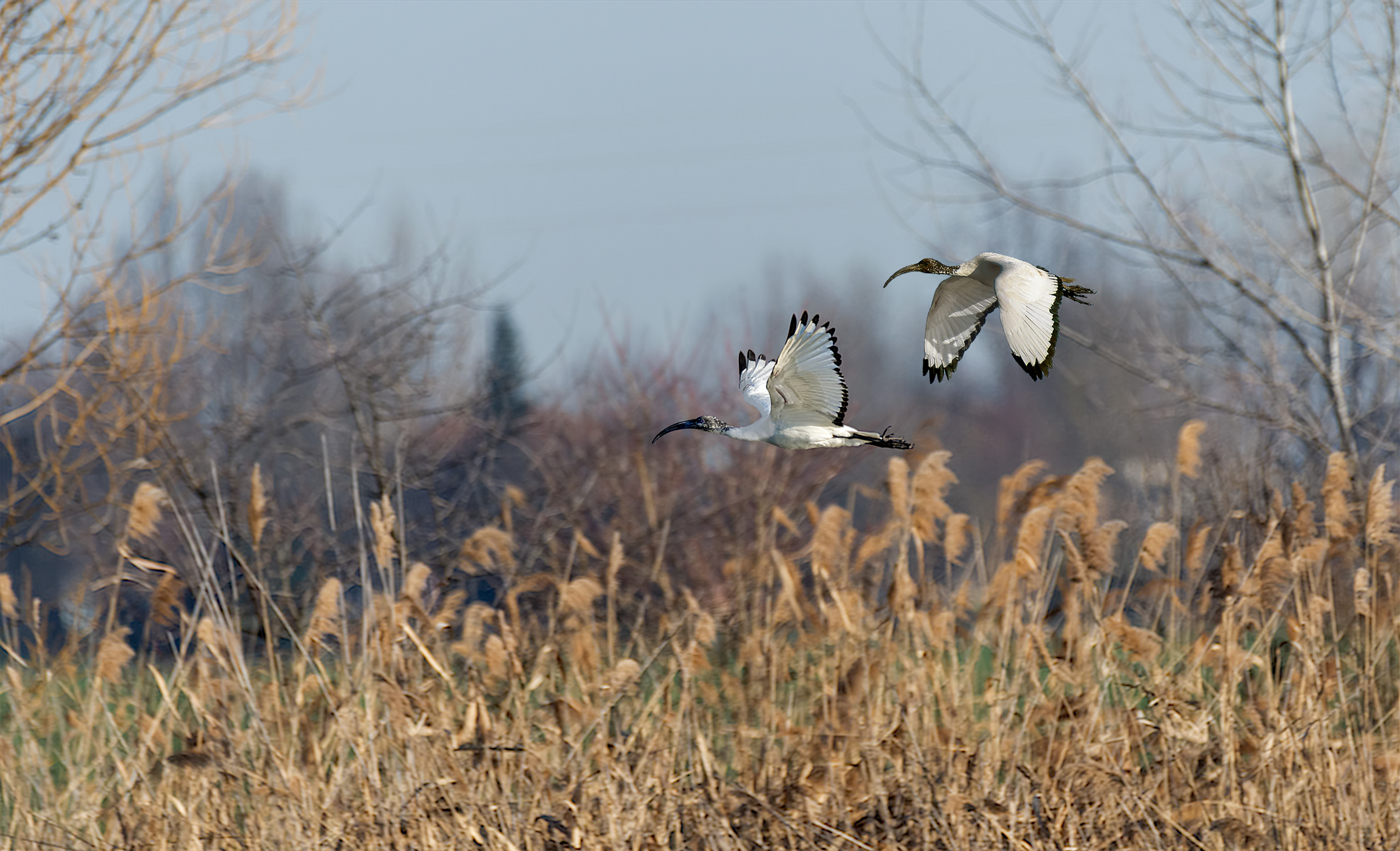 Ibis in flight