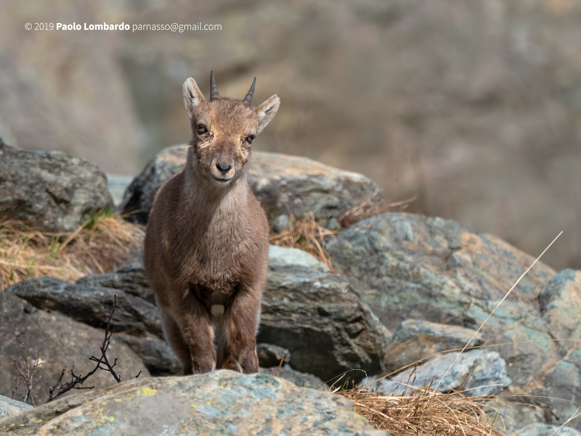 Capra ibex - Steinbock - Stambecco Capra ibex