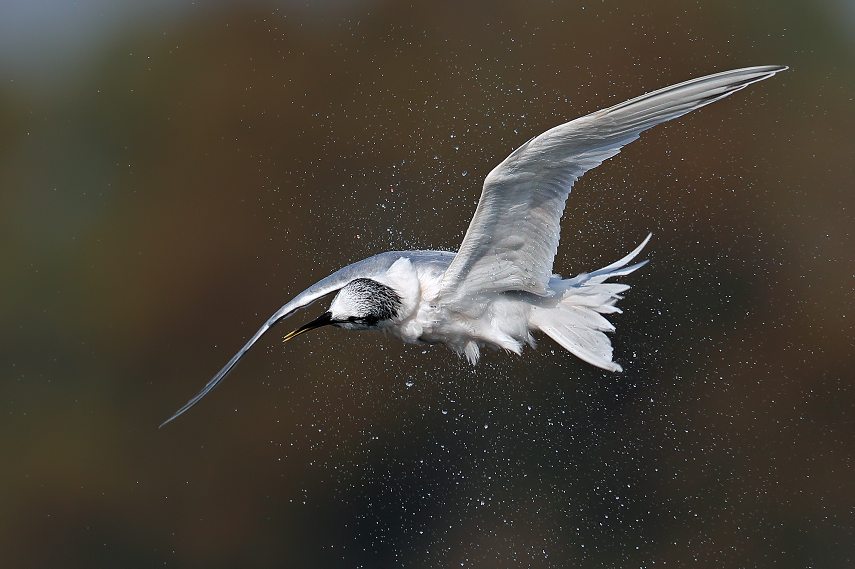 Sandwich Tern