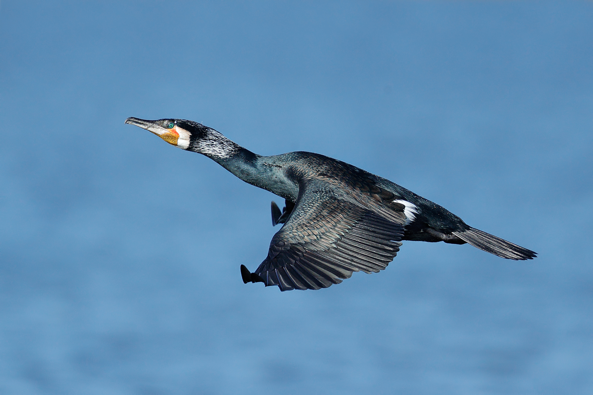 Cormorant