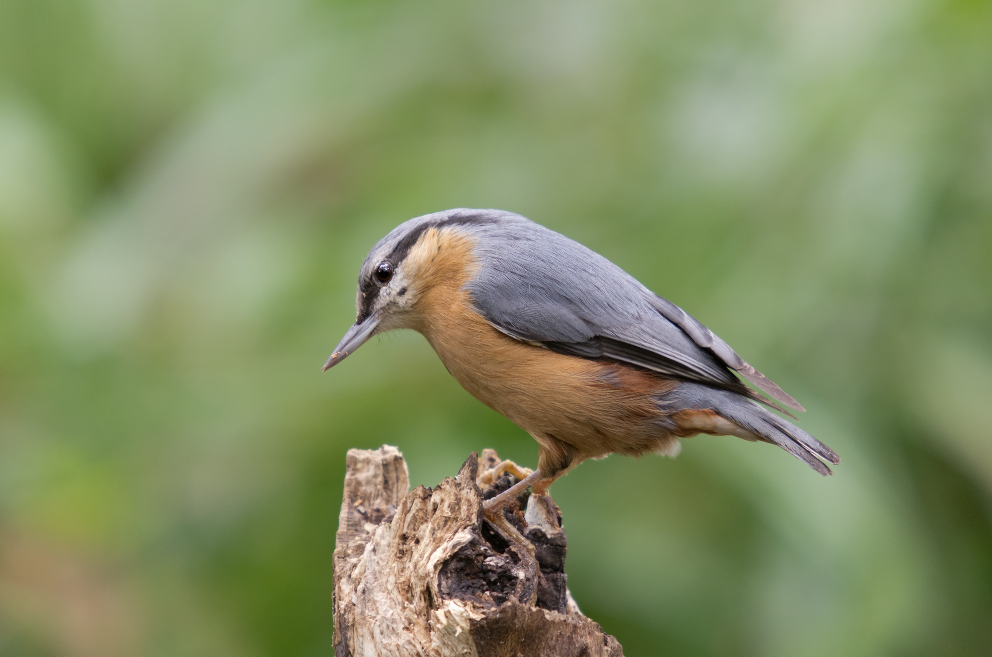 Nuthatch