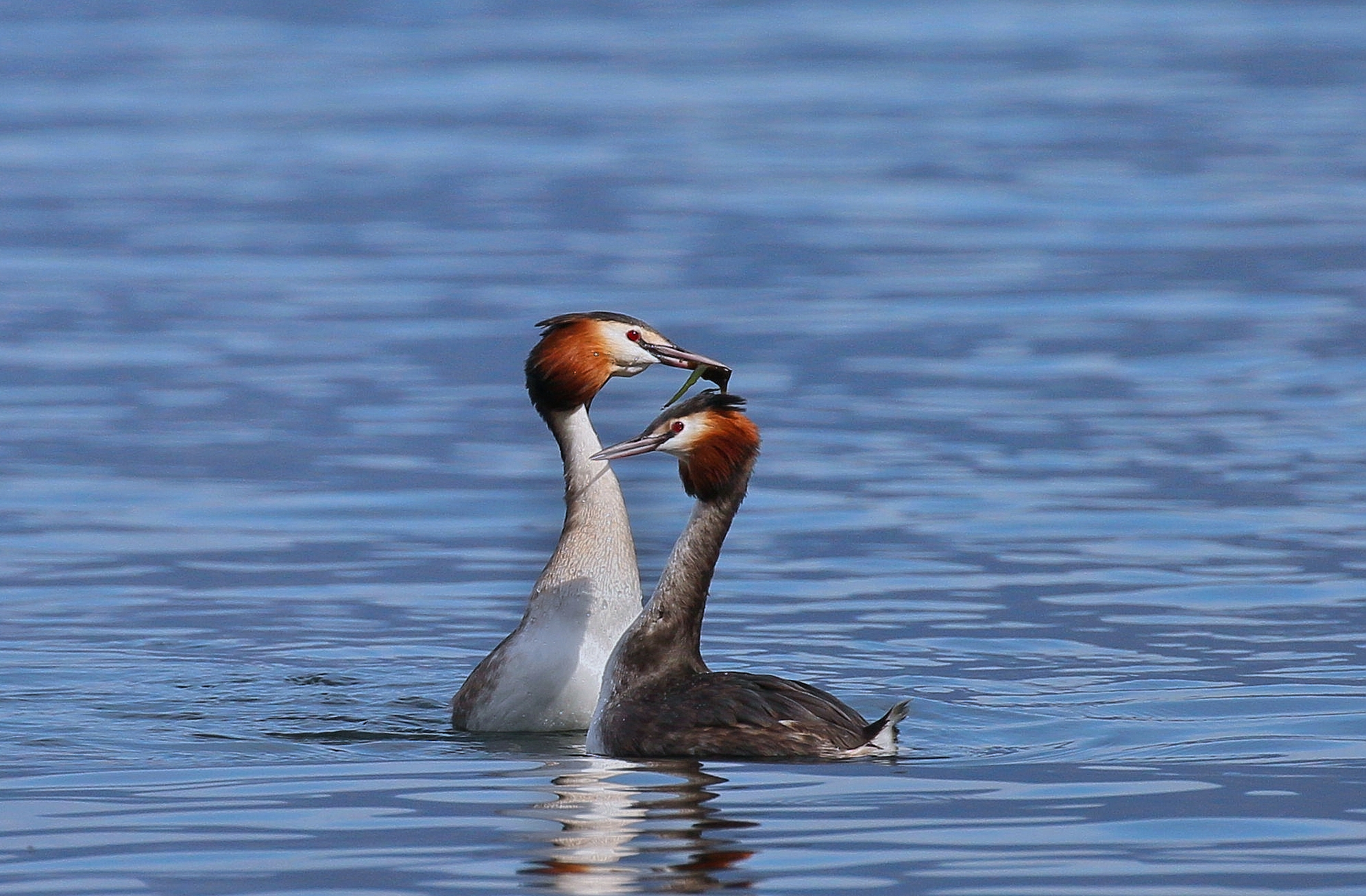 Love Has no boundaries