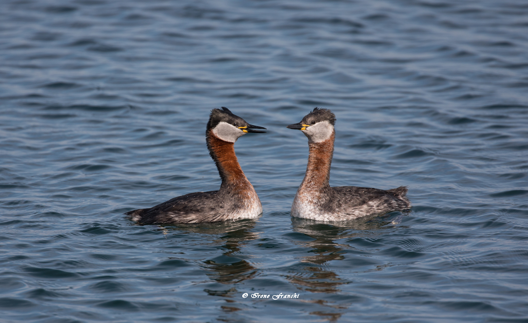 Red-breasted Grebe-Podiceps Grisegena