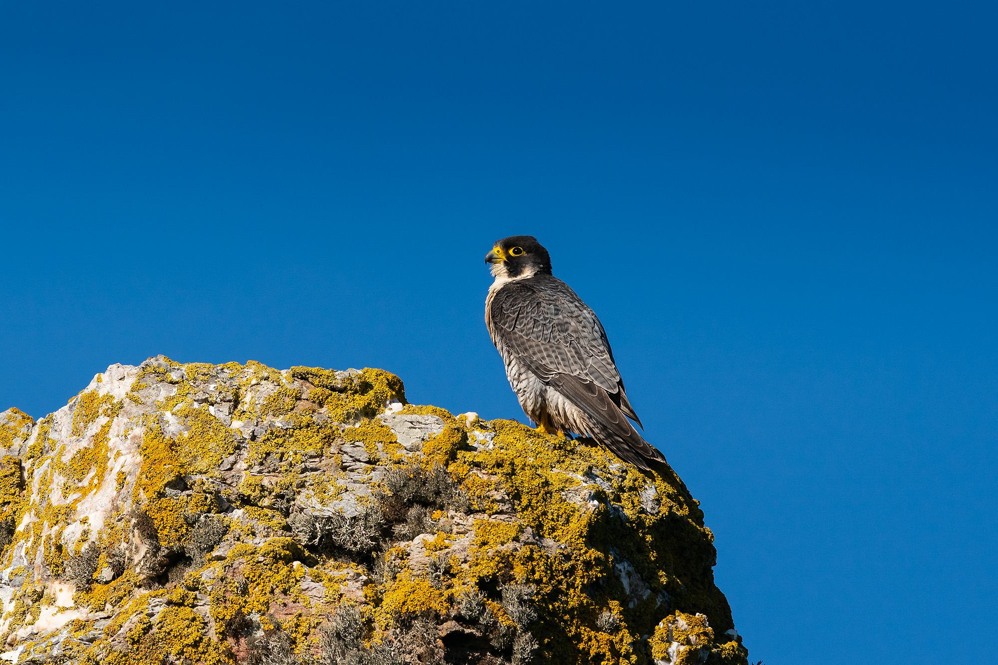 Peregrine falcon