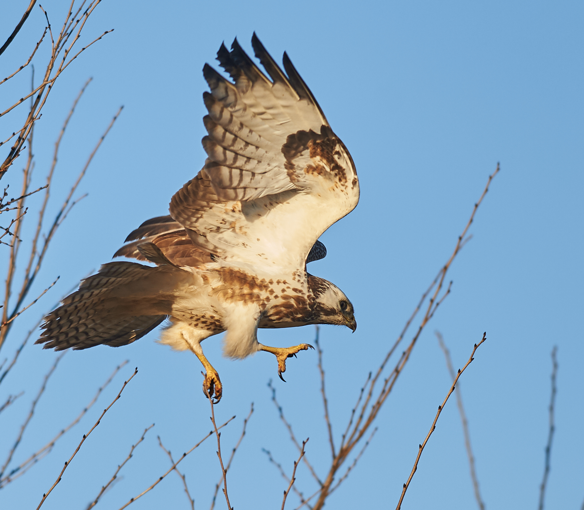 Comune europeo Buzzard