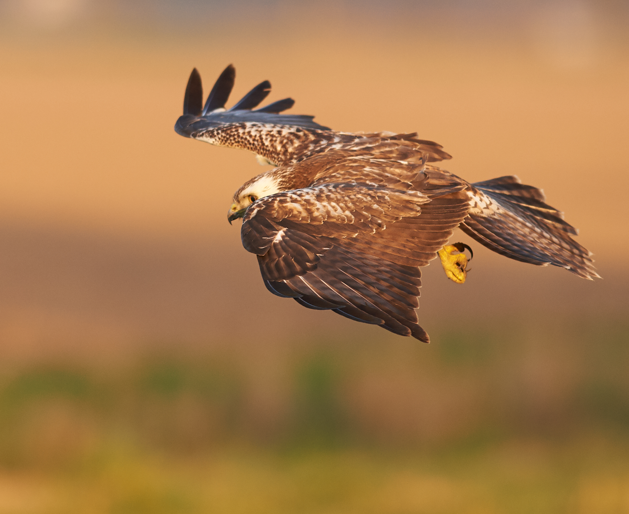 European common Buzzard