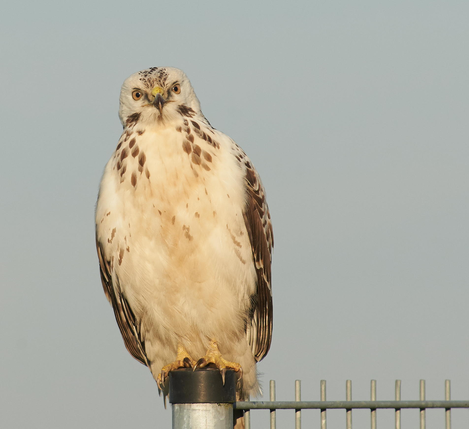 European common Buzzard