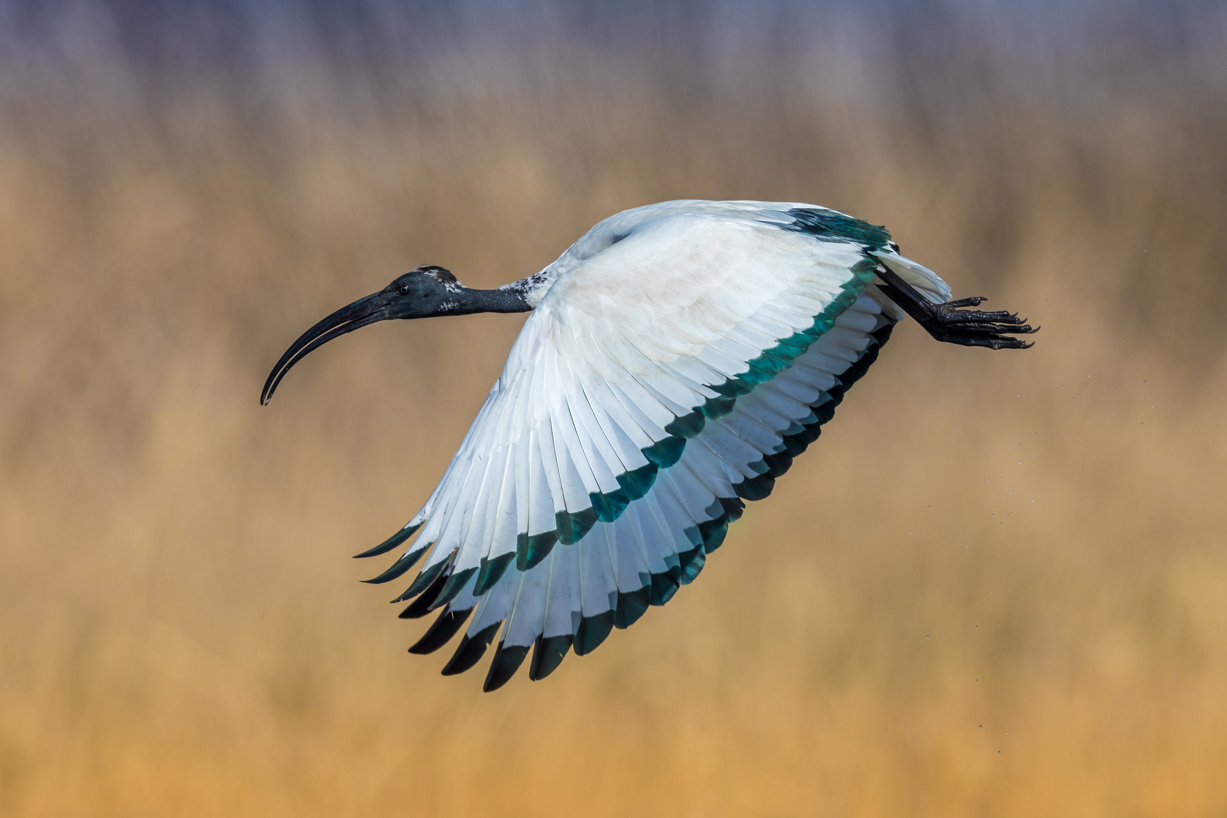 Sacred Ibis in flight
