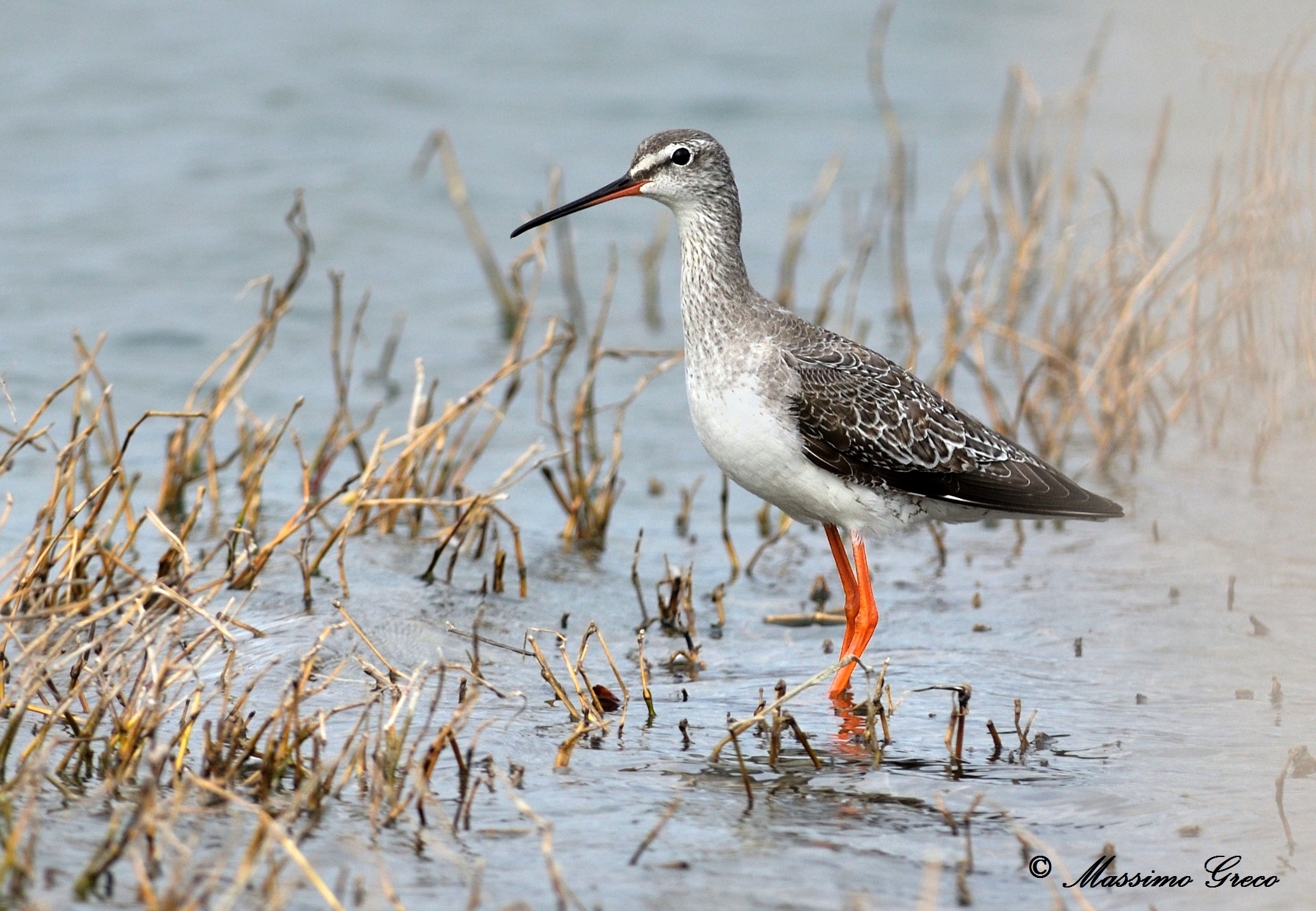 Brown squid (Tringa erytropus)