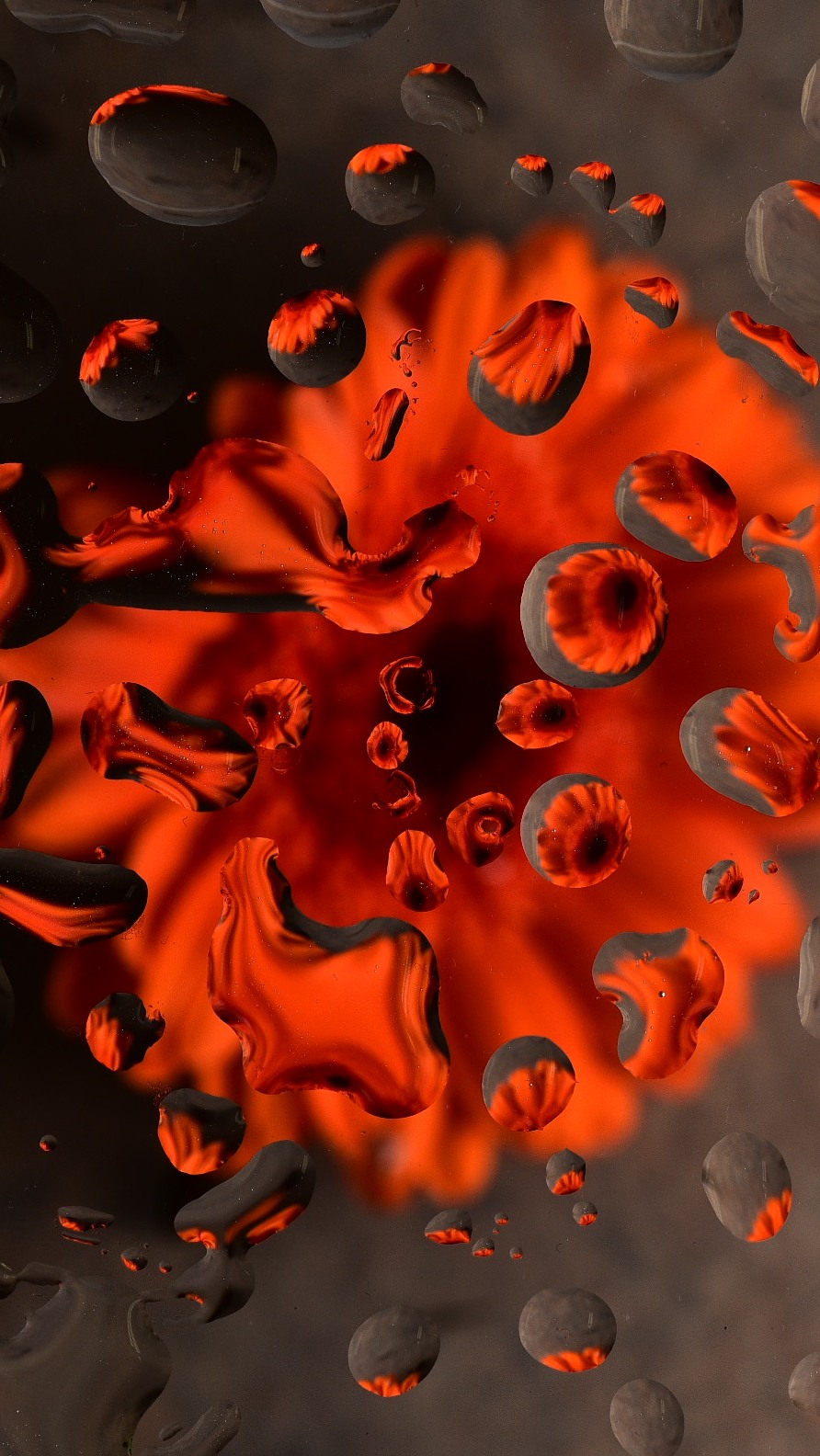 Lens of lenses in focus