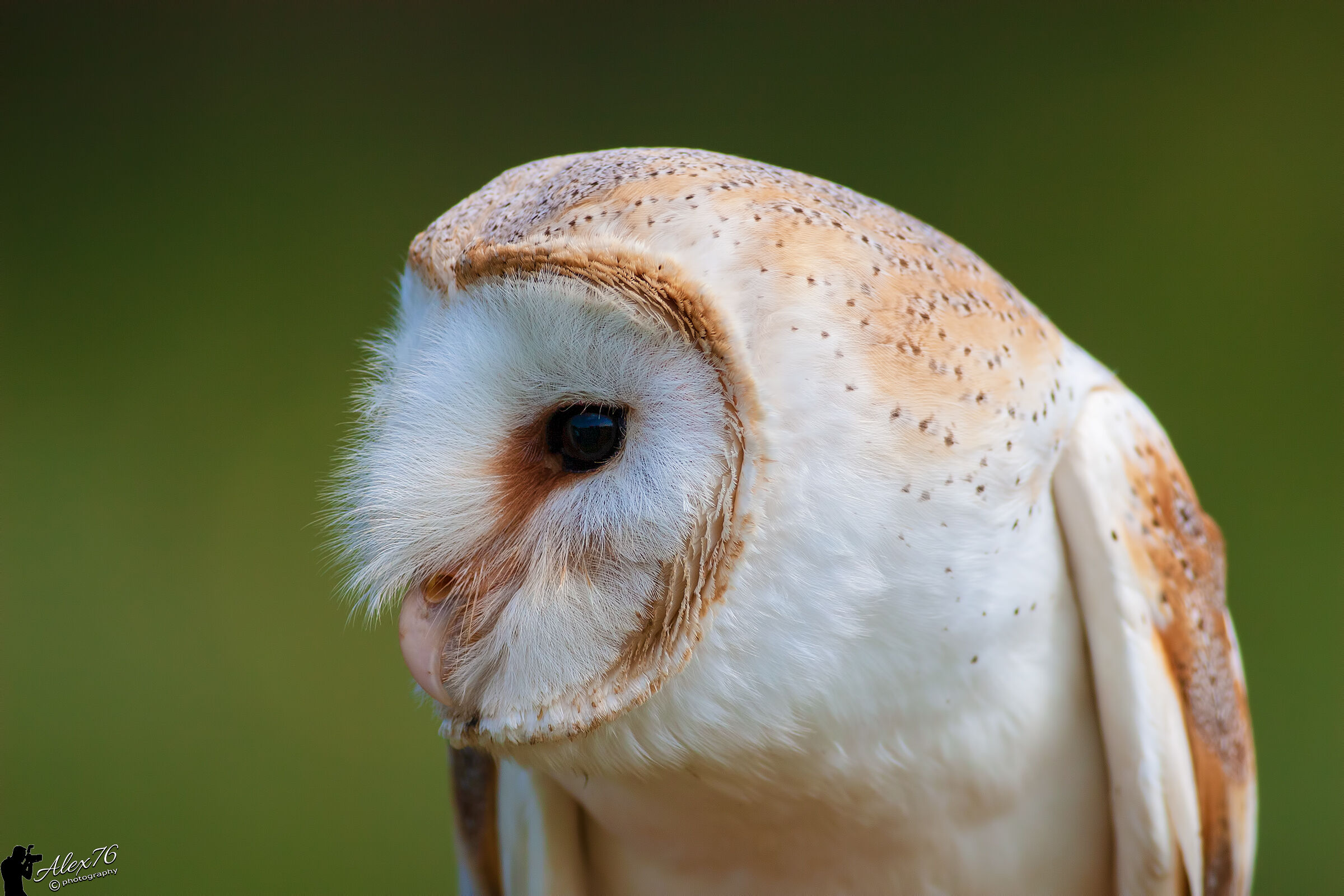 Barbagianni (Tyto alba)