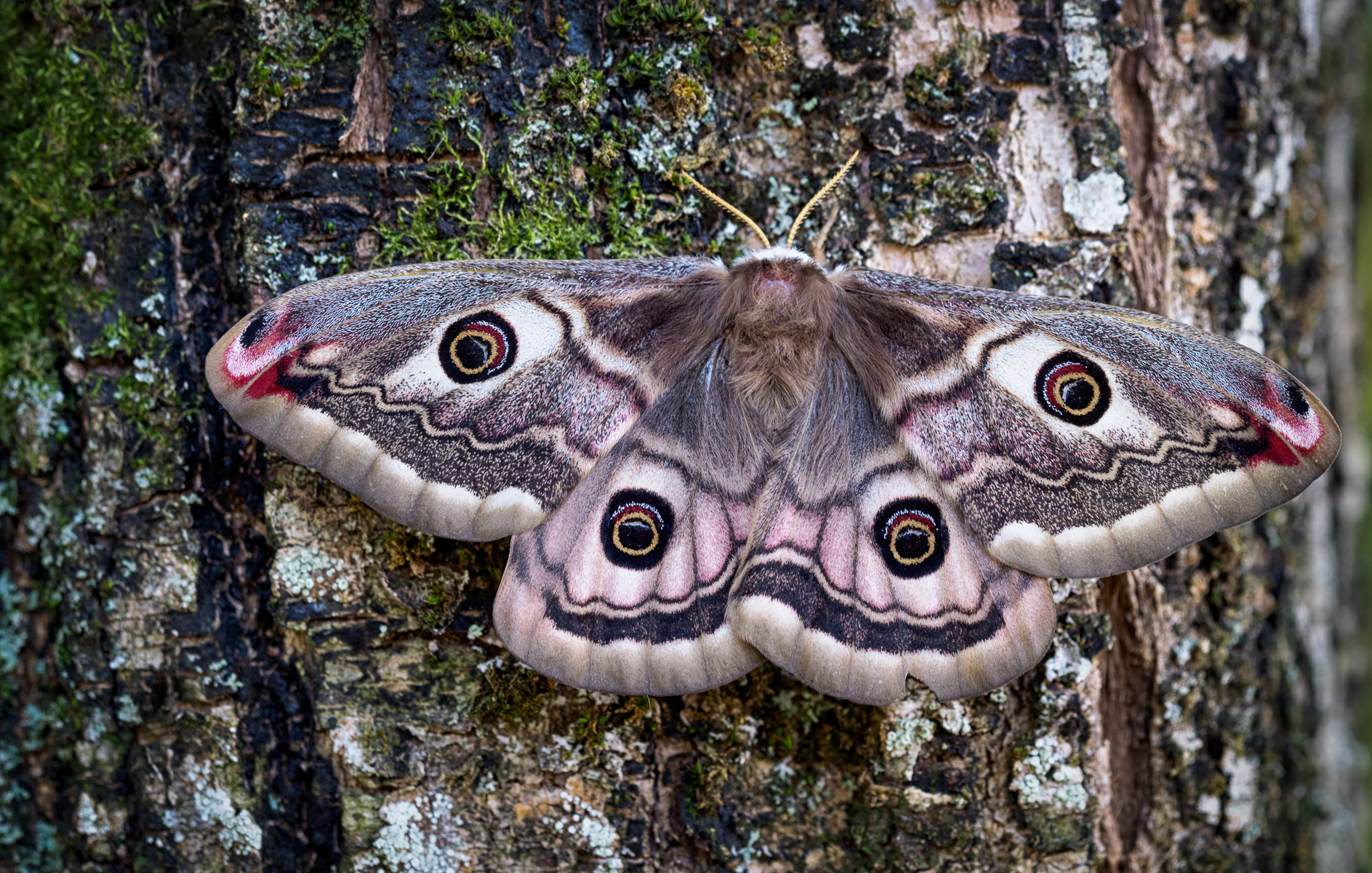 Falena Saturnia Pavonia?