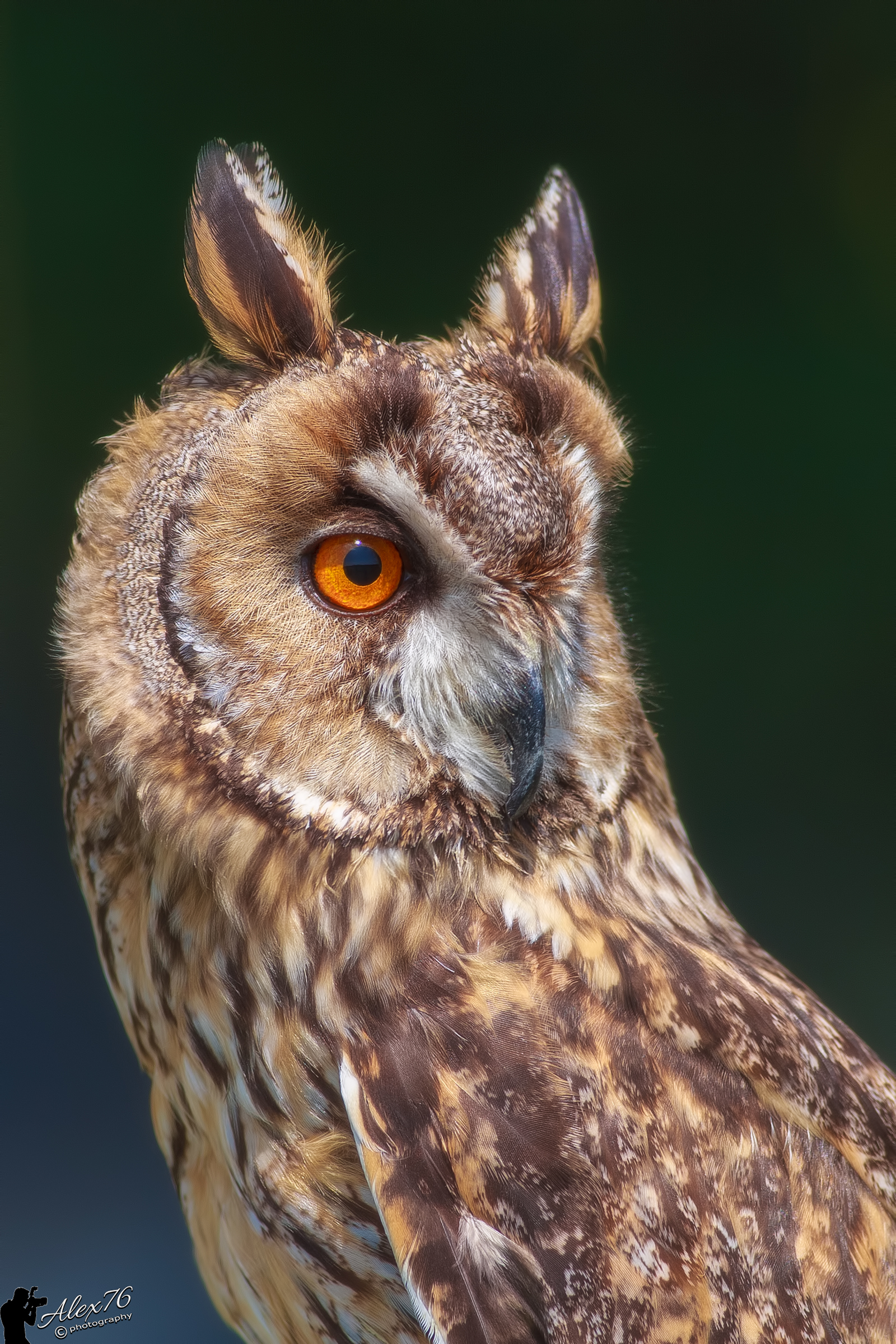 Gufo comune (Asio otus)