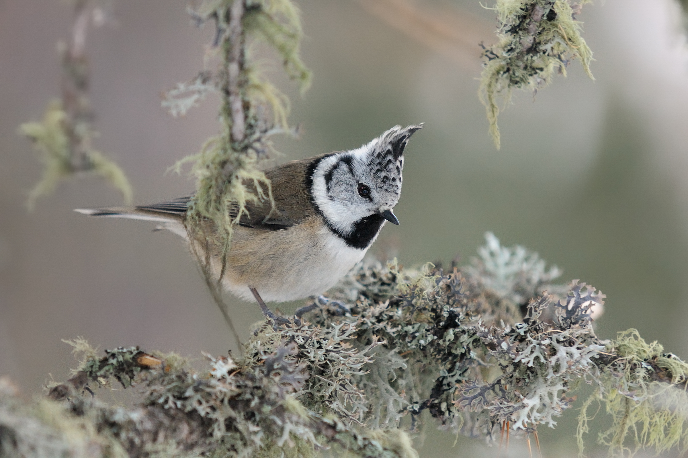 Crested Tit in lichens