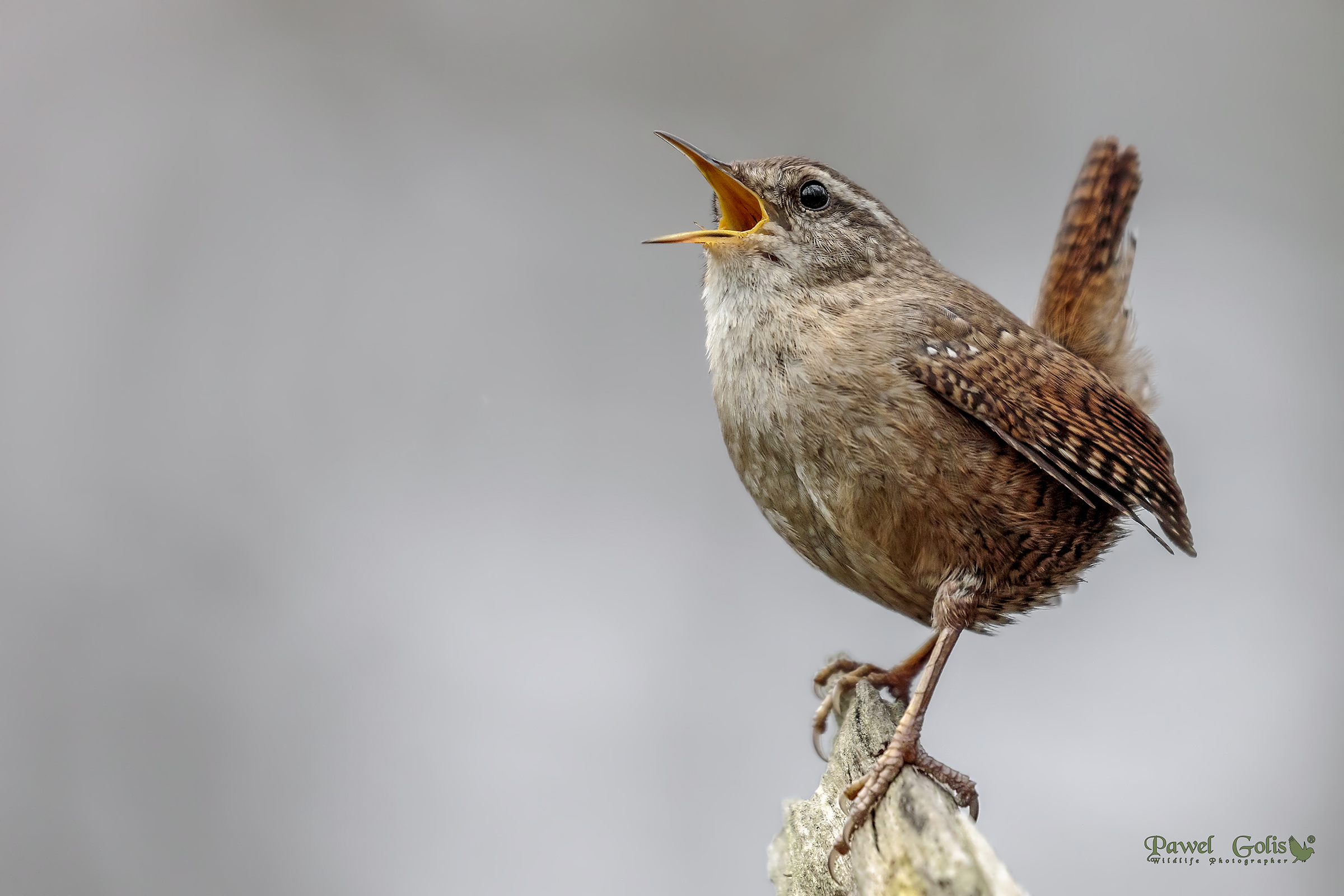 Wren (Troglodytes troglodytes) di Eurasian