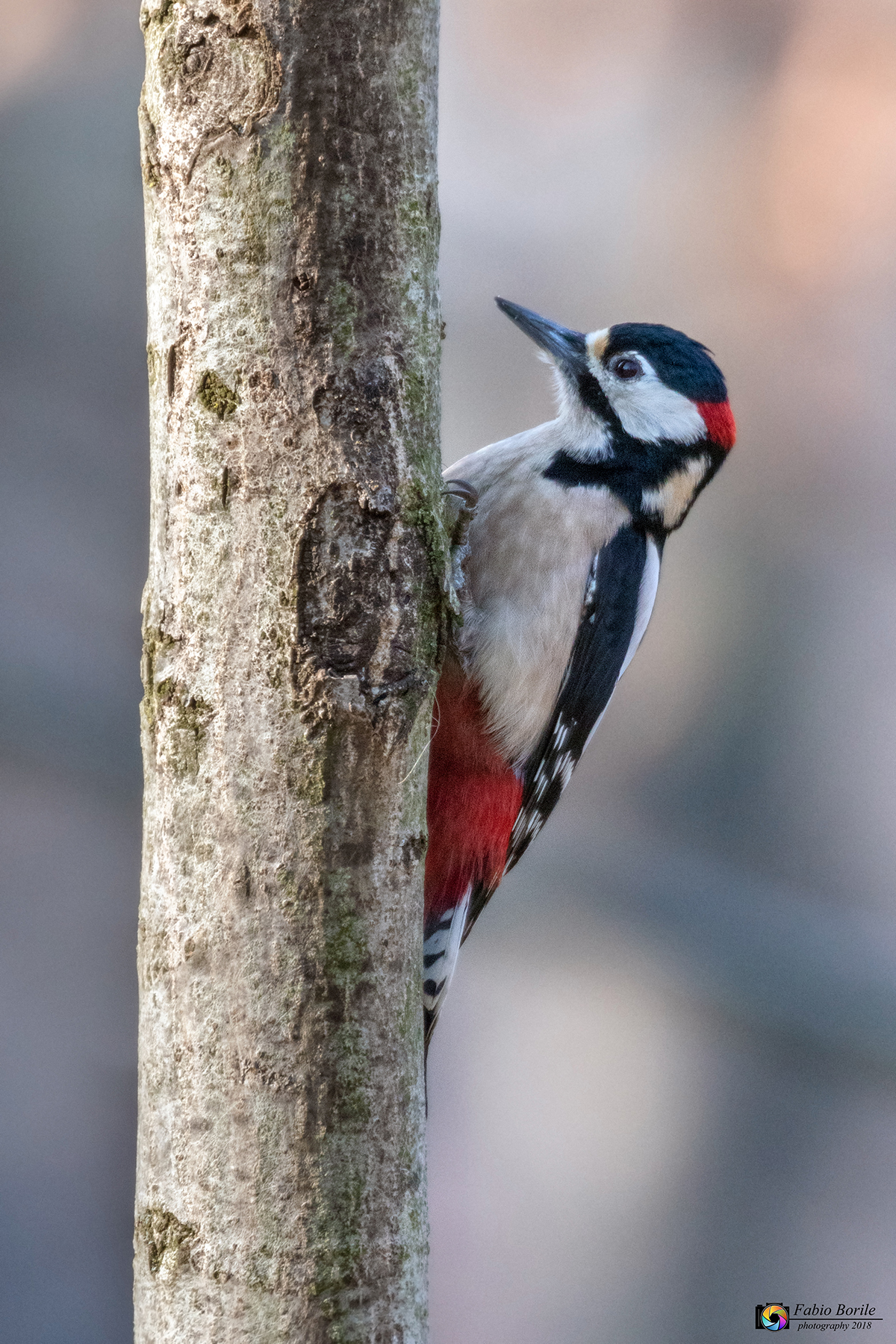 Senior Red Woodpeckers