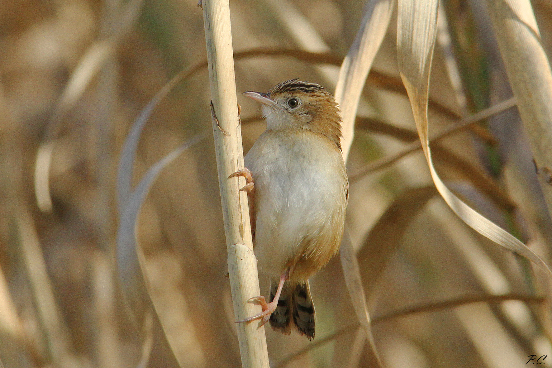 La vedetta del canneto