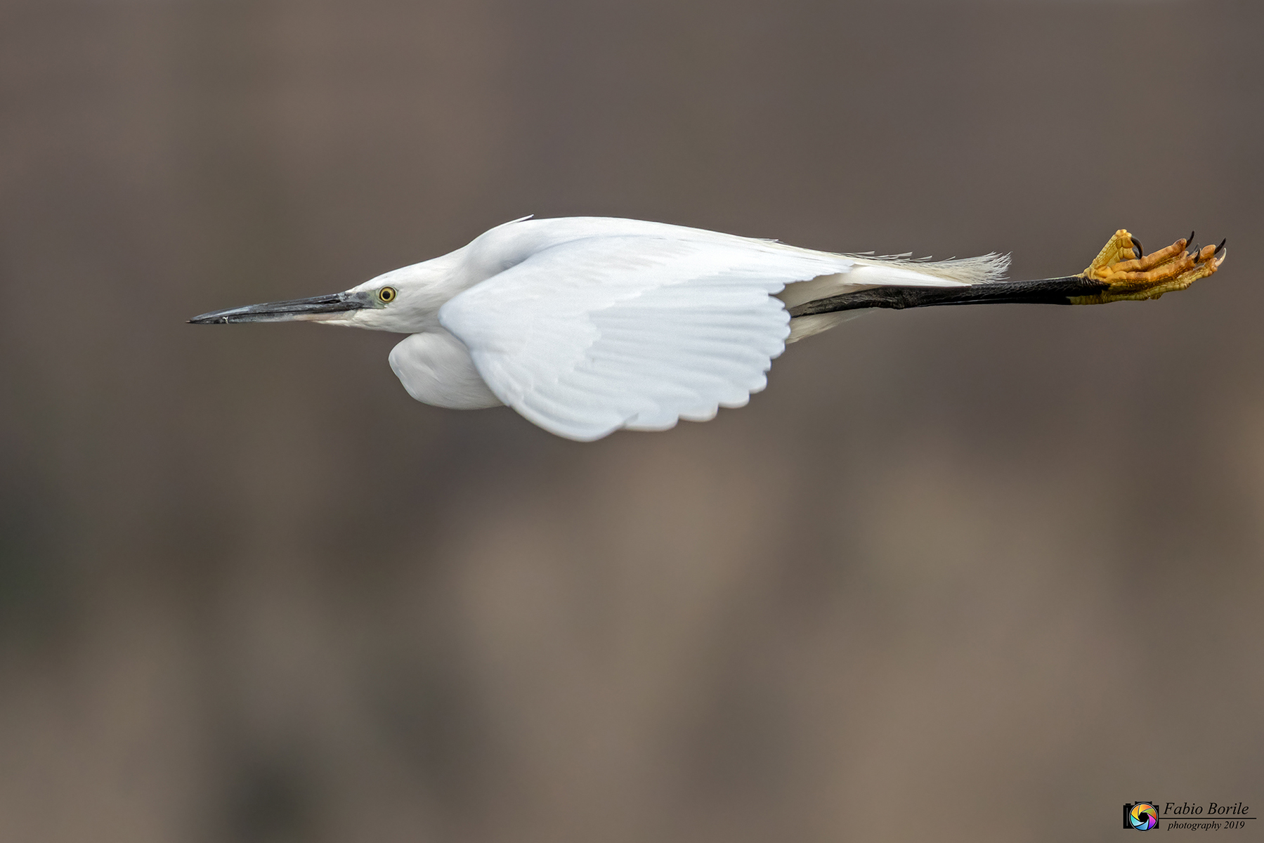 Egret
