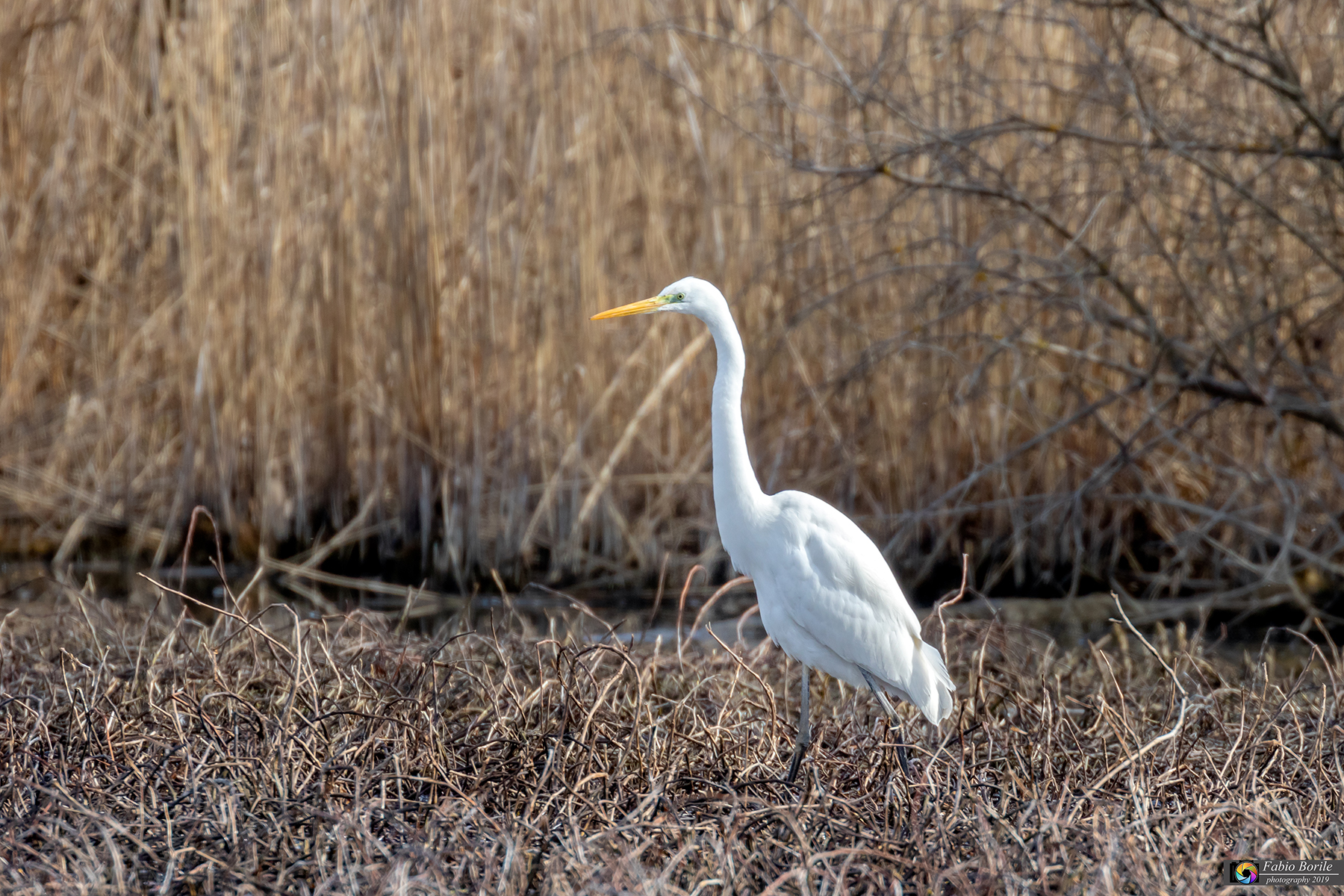 Greater White Heron