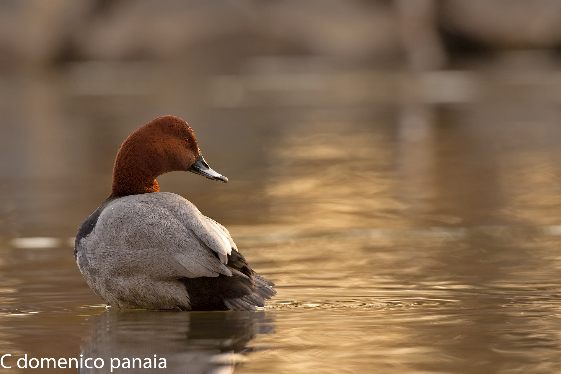 Pochard