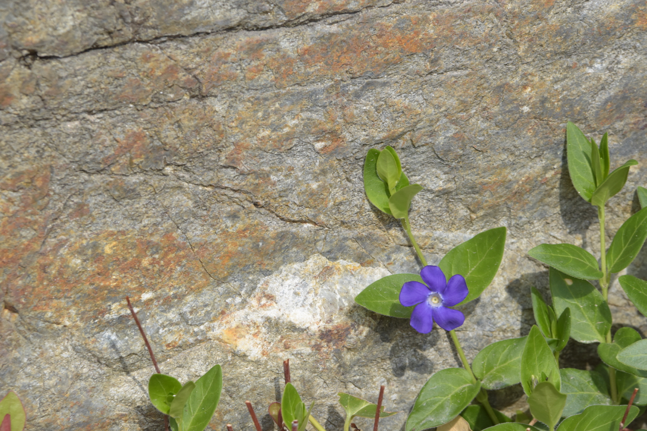 Primavera conquista l'inverno