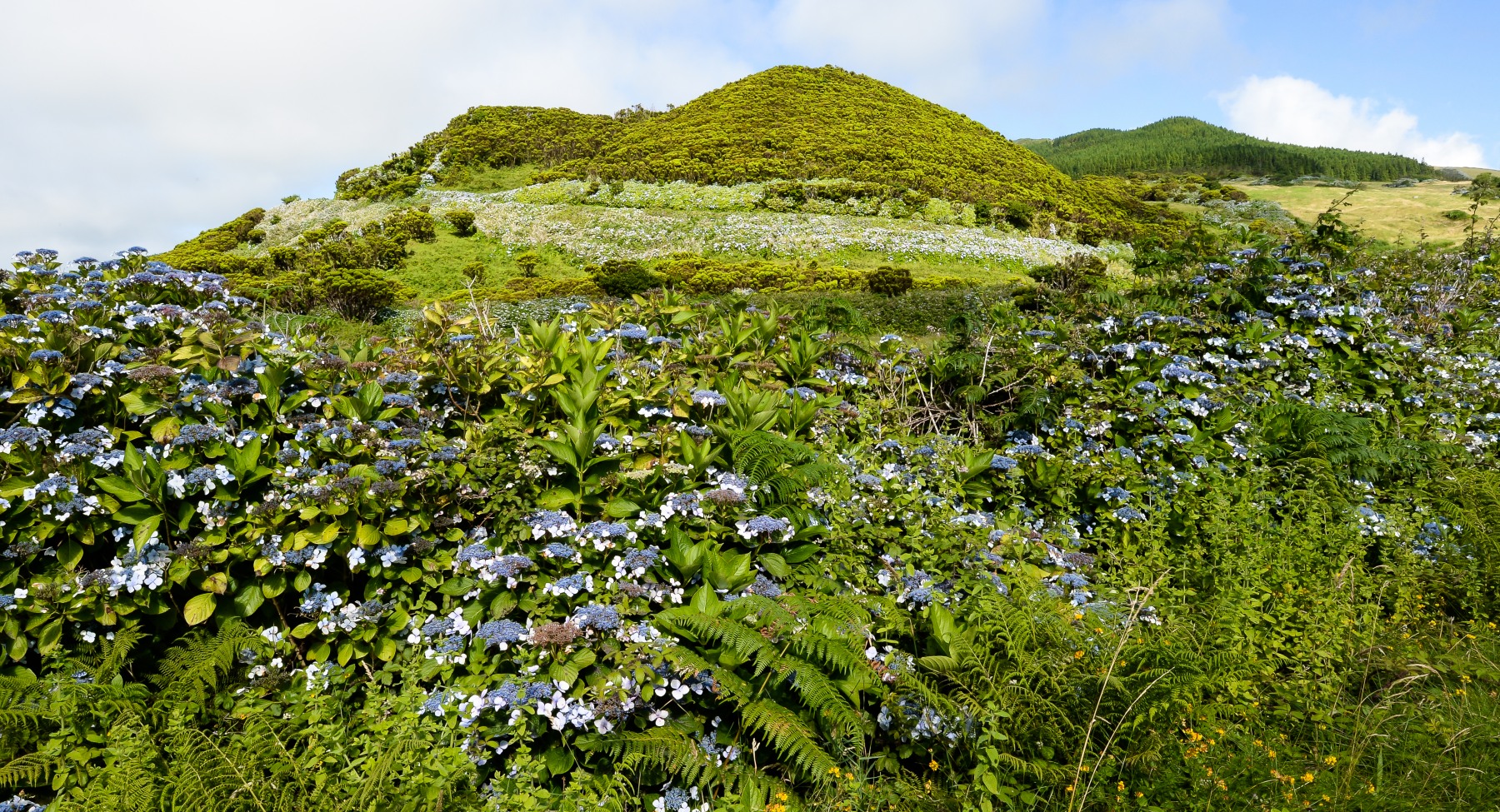 Isola Faial, Acores