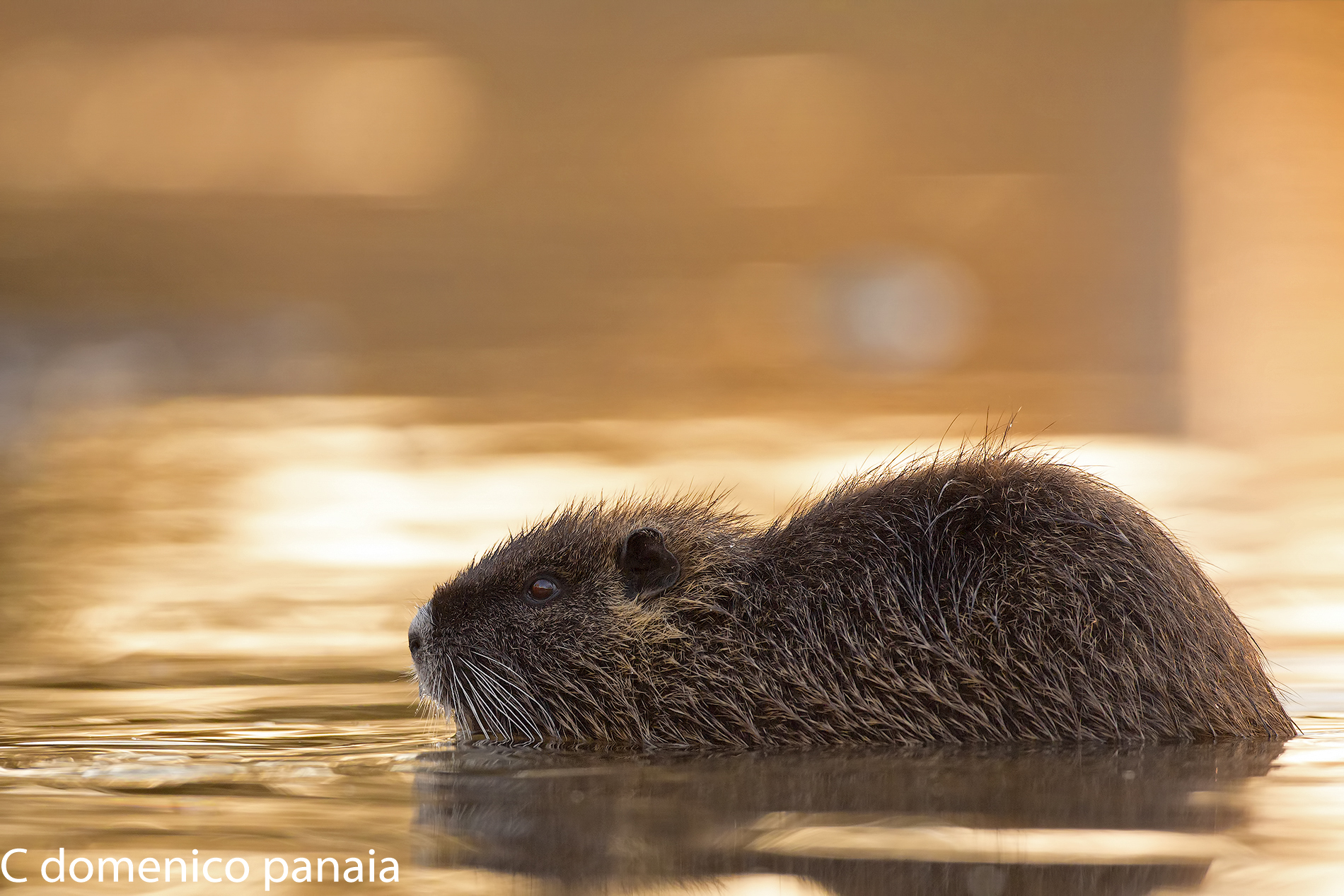 la piccola nutria