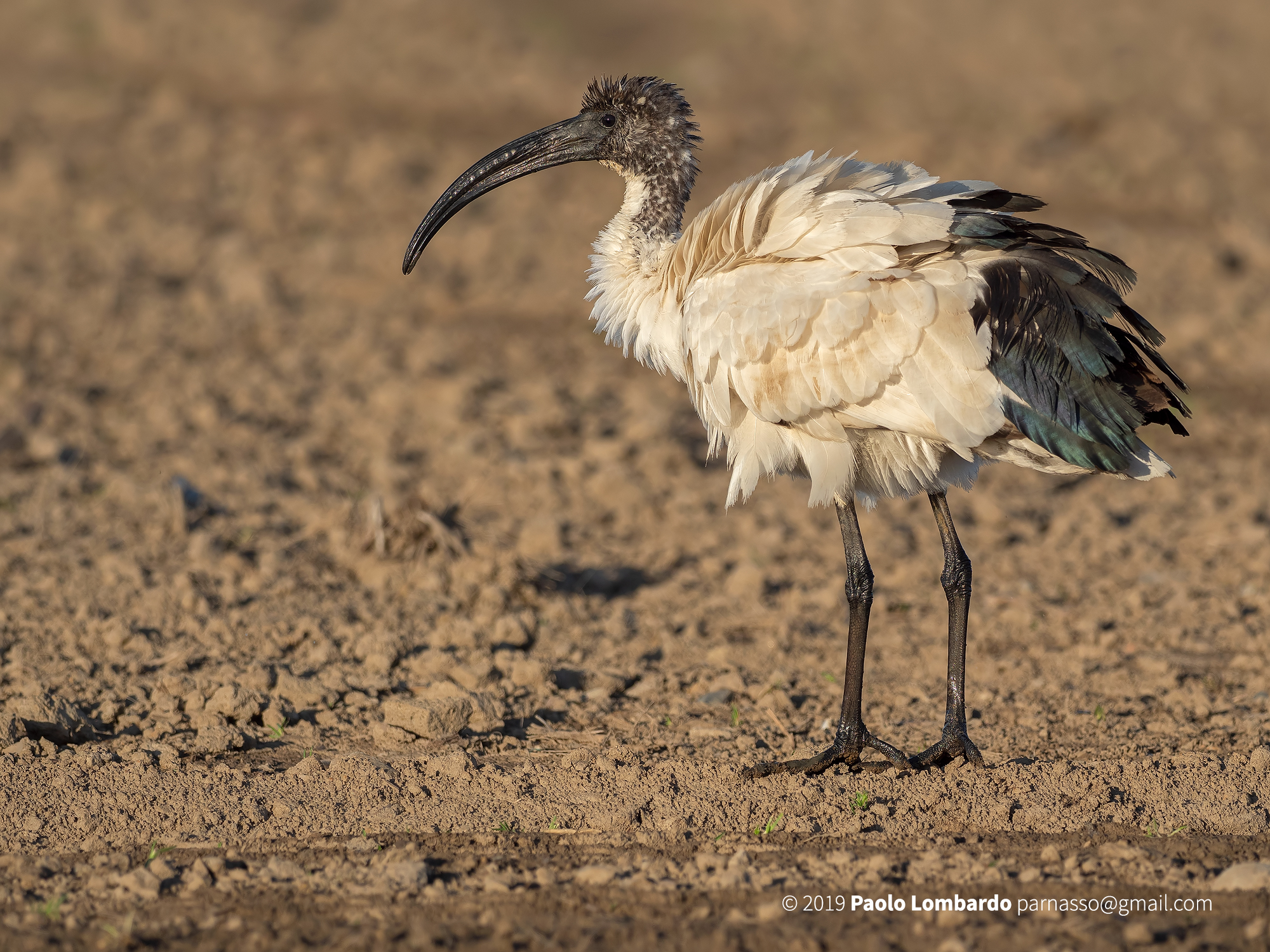 Threskiornis aethiopicus - Sacred ibis - Ibis sacro